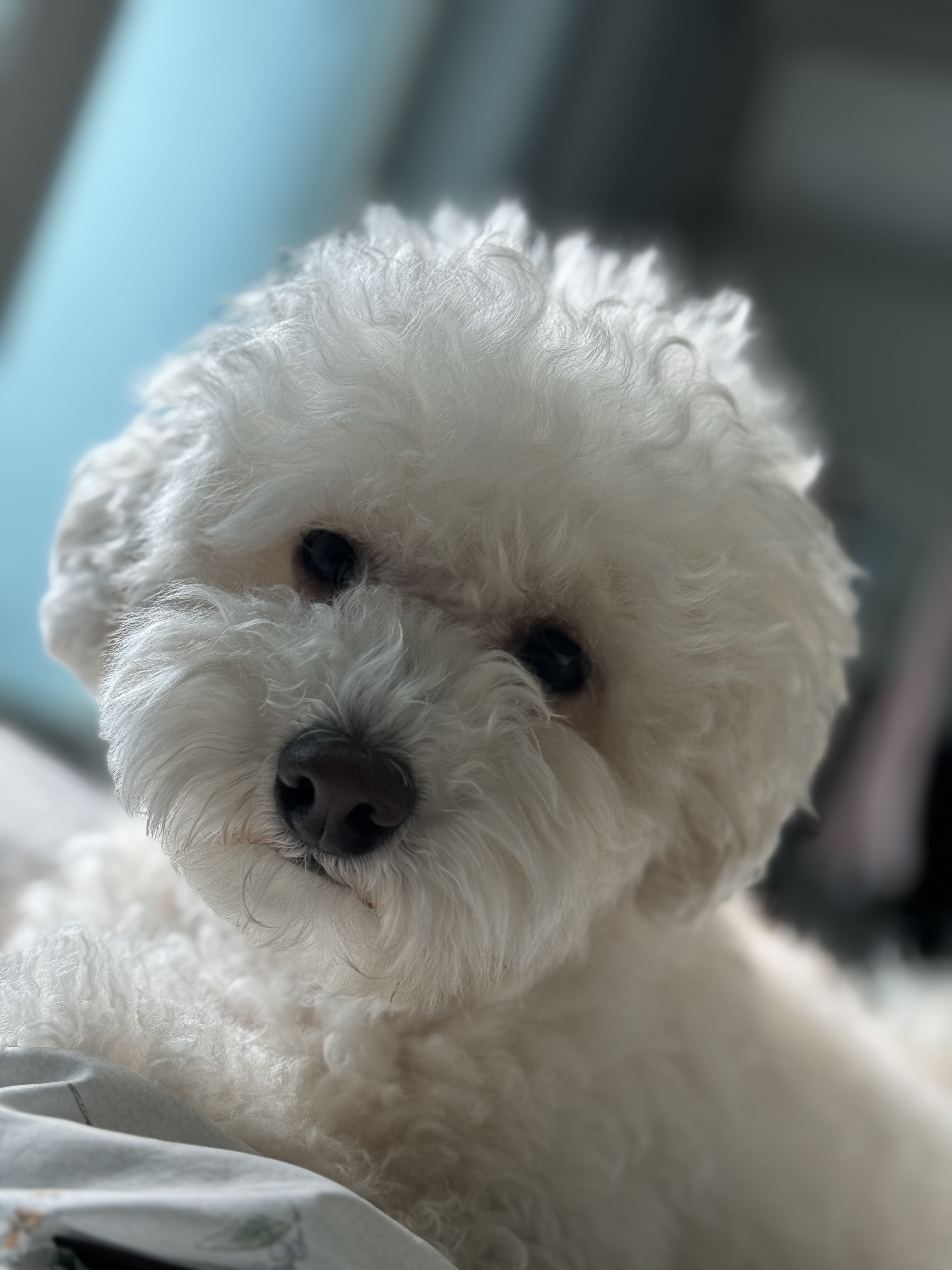 쿠크의 자견 심쿵이 입양3년차 오랜만에 글올려요