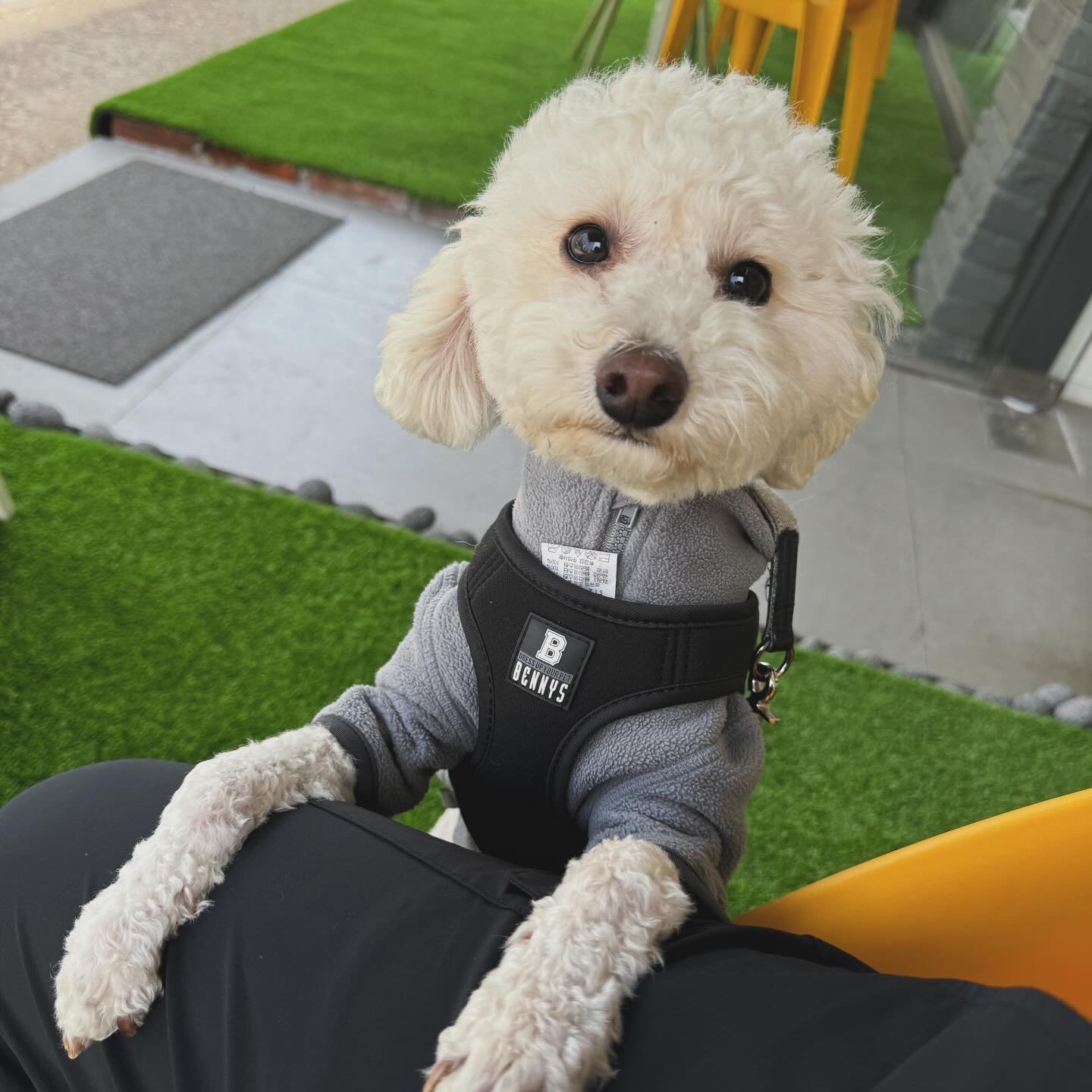 쿠크의 자견 심쿵이 입양3년차 오랜만에 글올려요