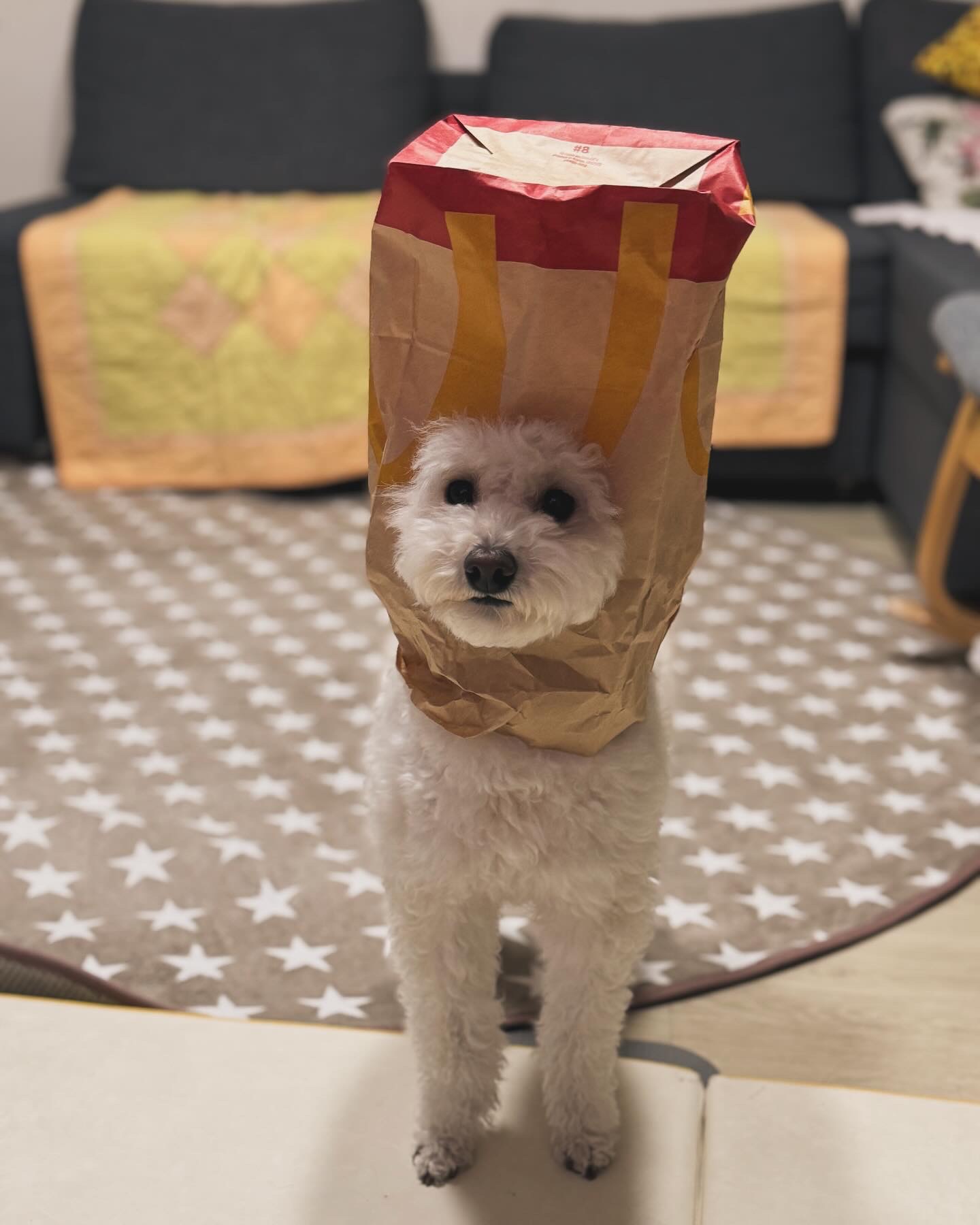 쿠크의 자견 심쿵이 입양3년차 오랜만에 글올려요