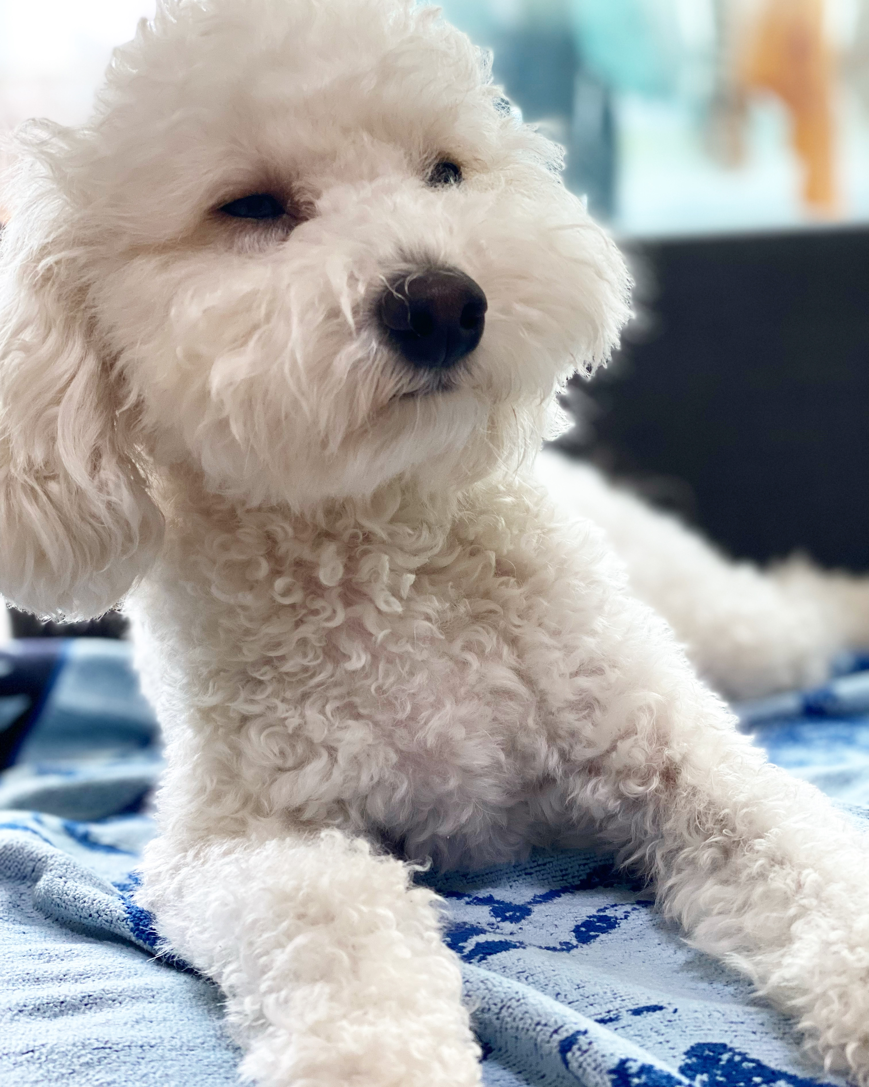 쿠크의 자견 심쿵이 입양3년차 오랜만에 글올려요