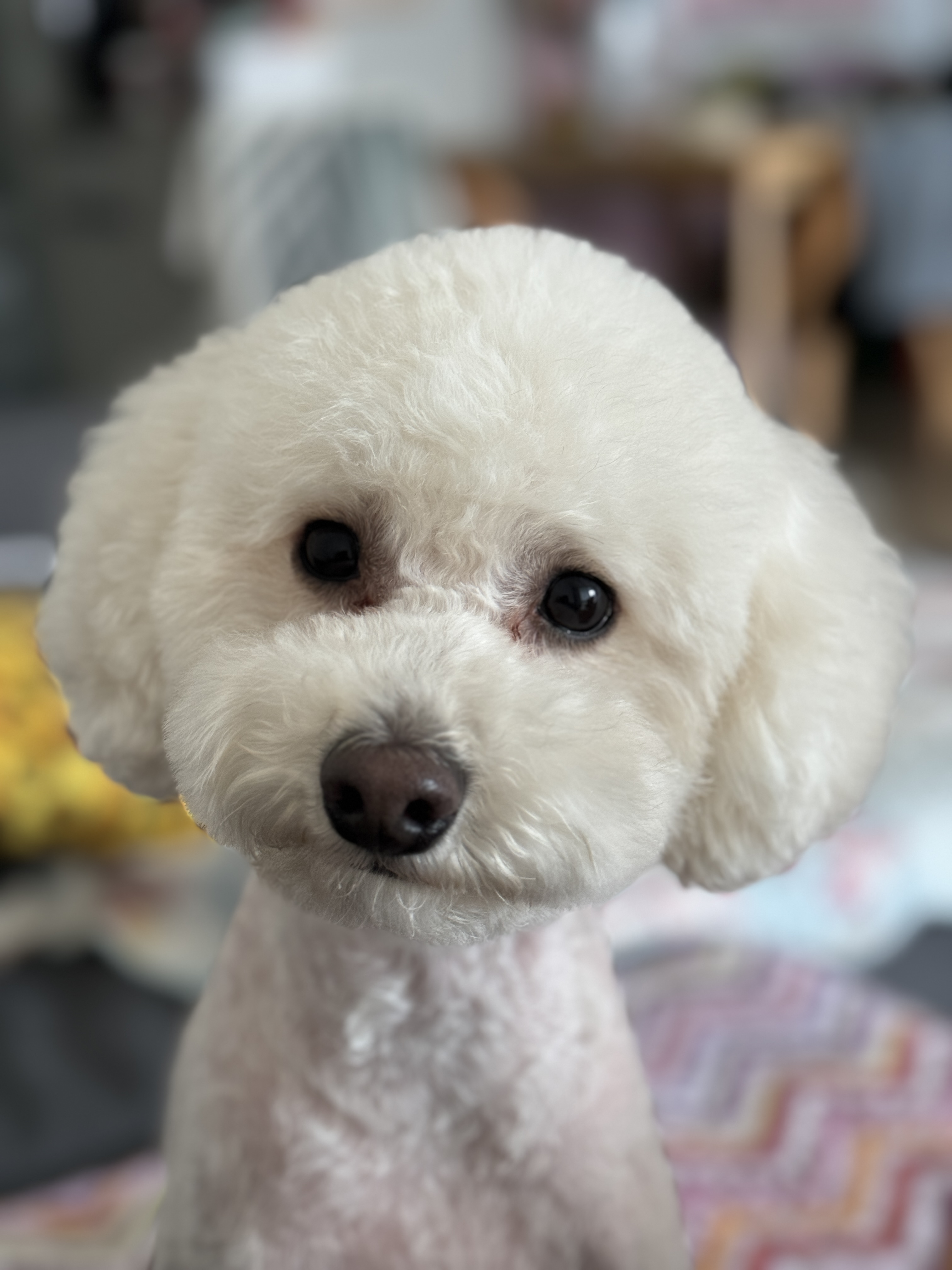 쿠크의 자견 심쿵이 입양3년차 오랜만에 글올려요