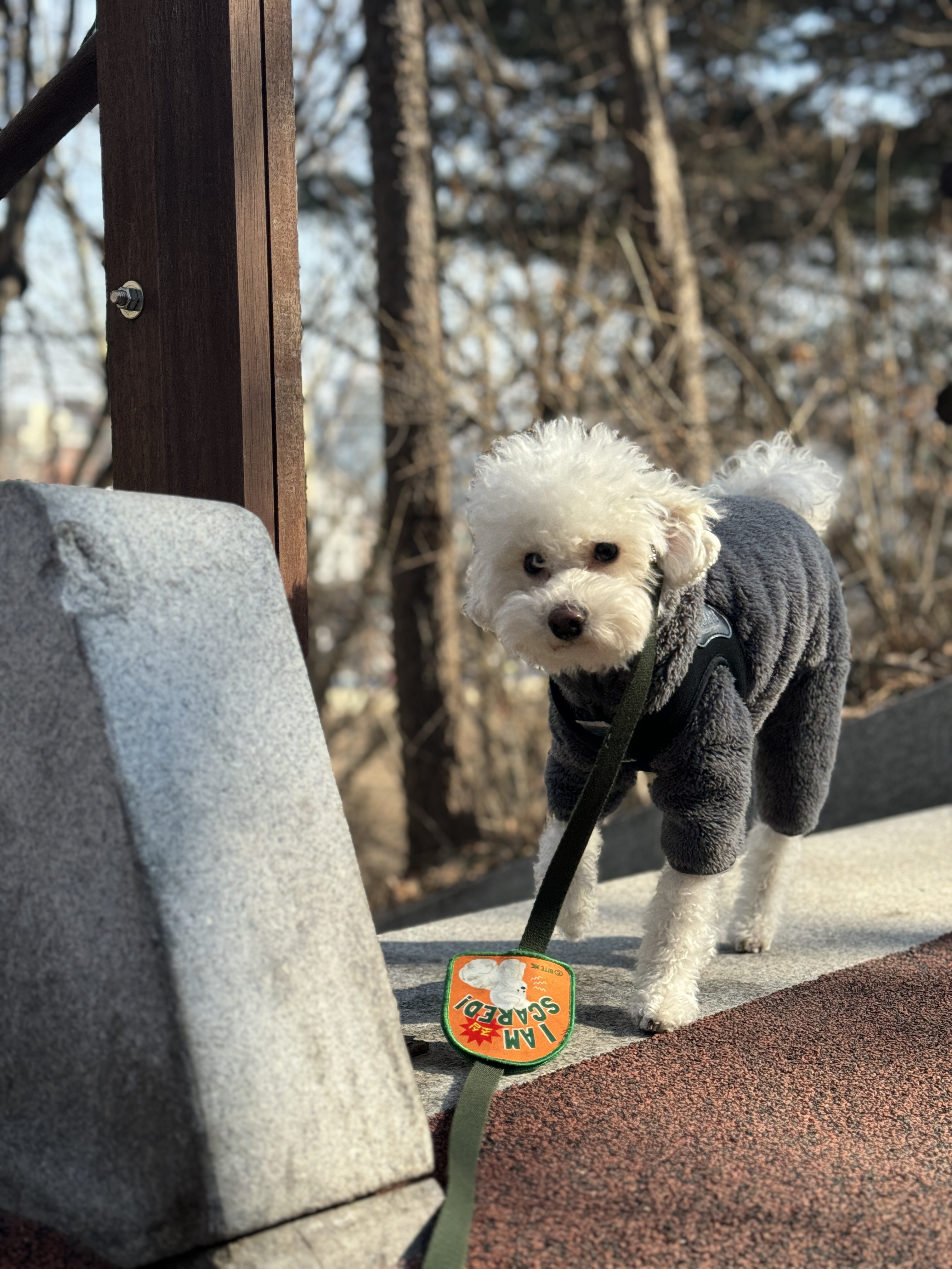 쿠크의 자견 심쿵이 입양3년차 오랜만에 글올려요