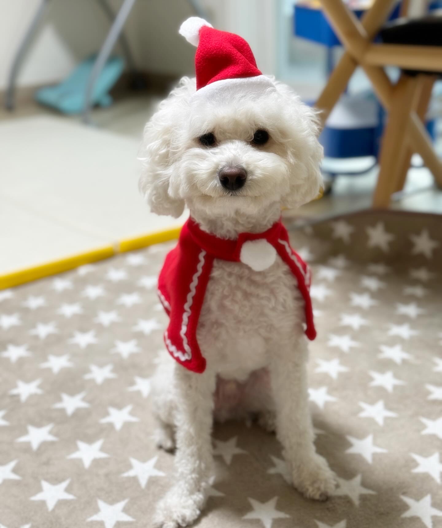 쿠크의 자견 심쿵이 입양3년차 오랜만에 글올려요