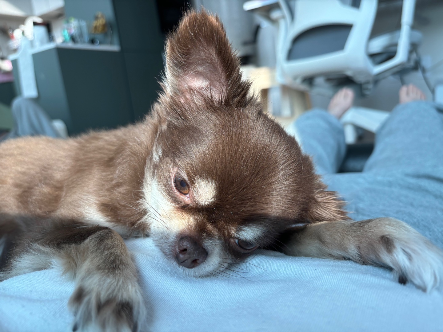 (와플이)빈이 입양후기