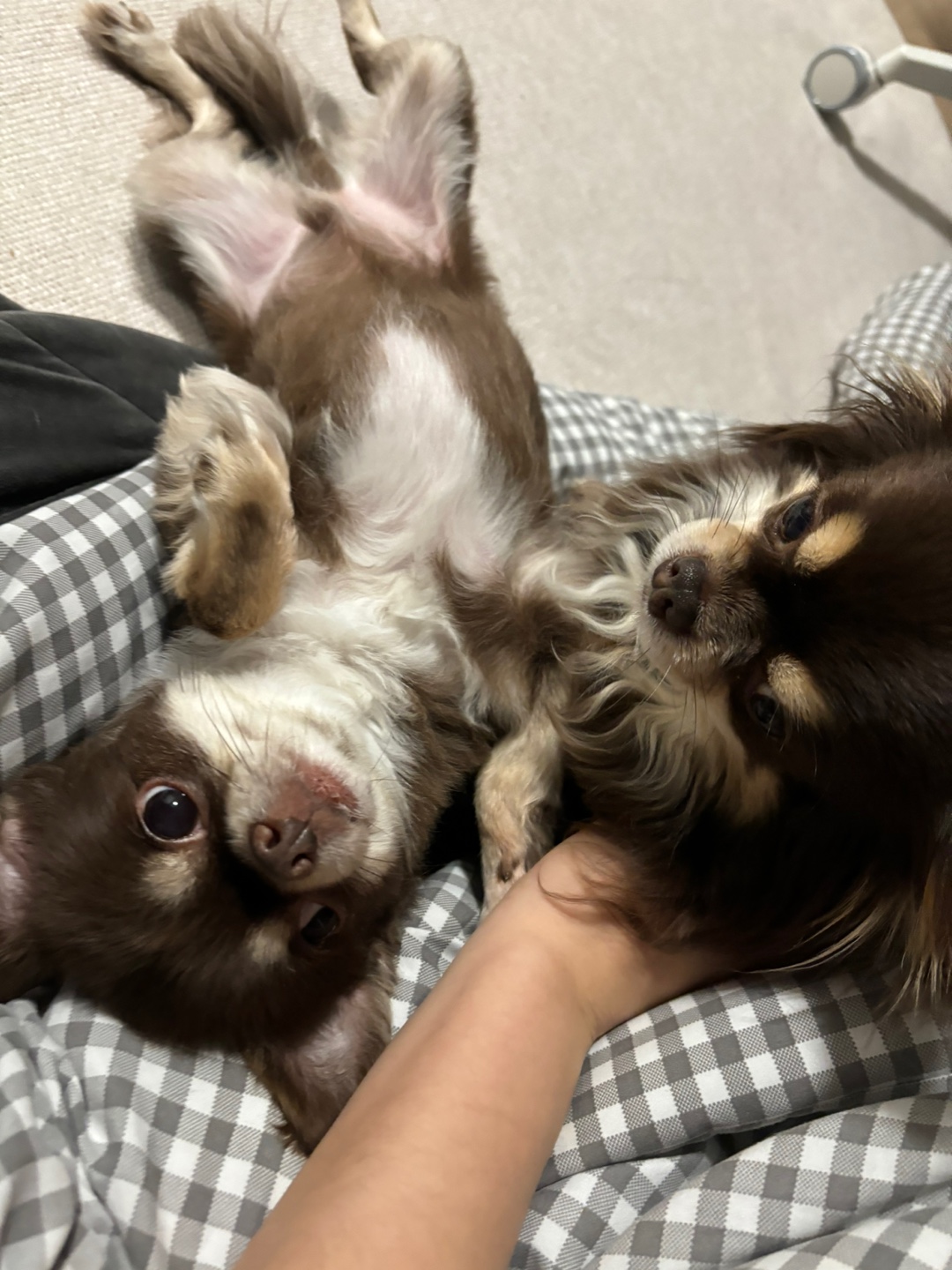 (와플이)빈이 입양후기