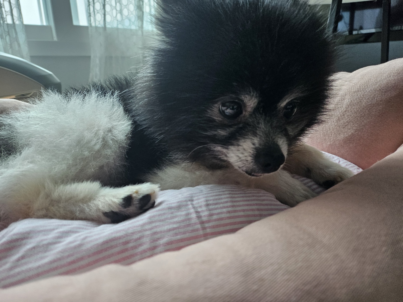 봄이(하울이) 임보 1주일차