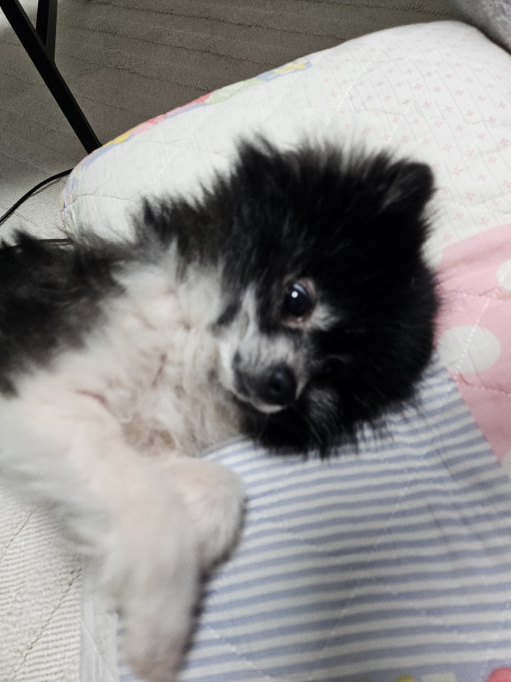 봄이(하울이) 임보 1주일차