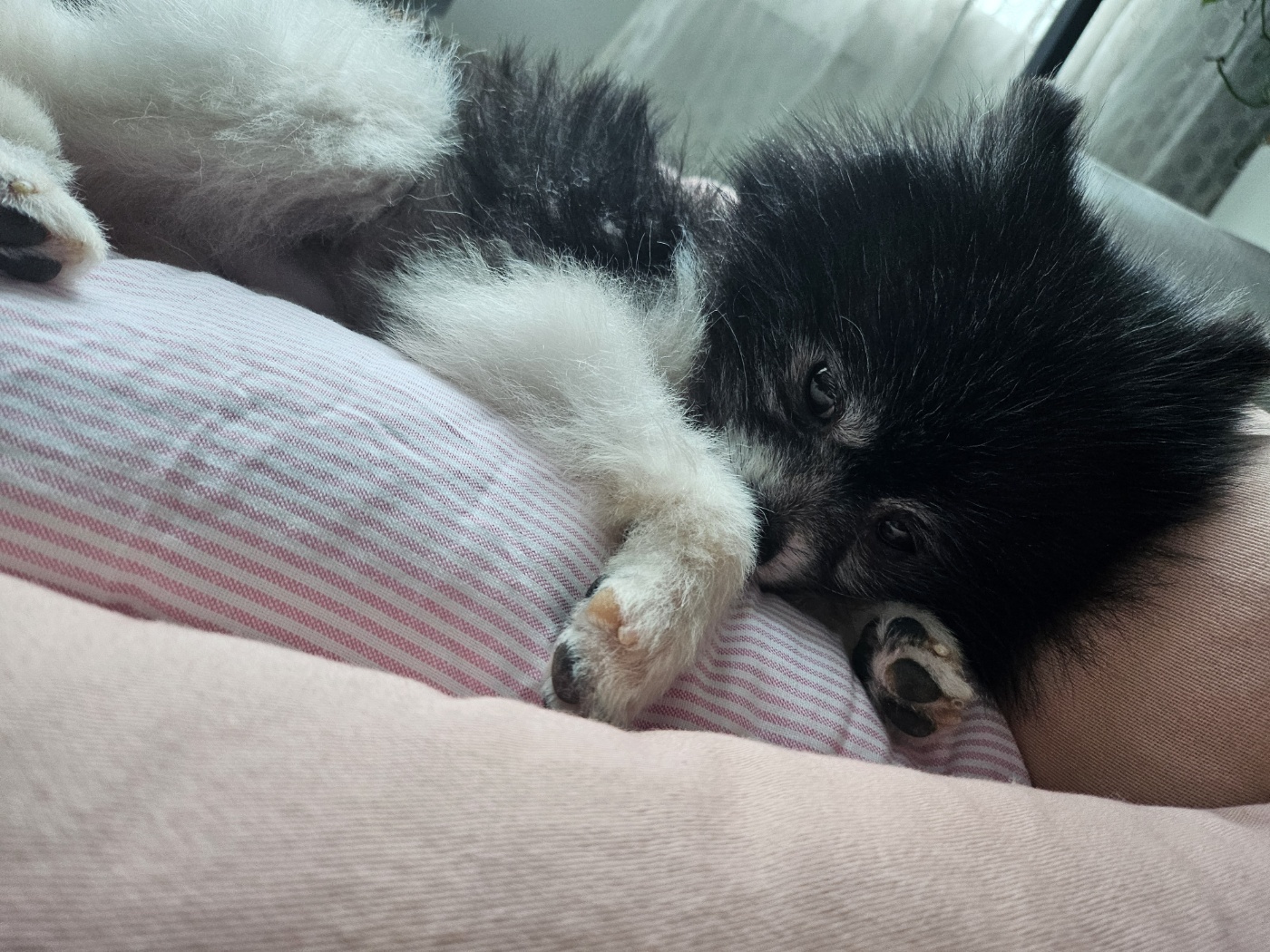 봄이(하울이) 임보 1주일차