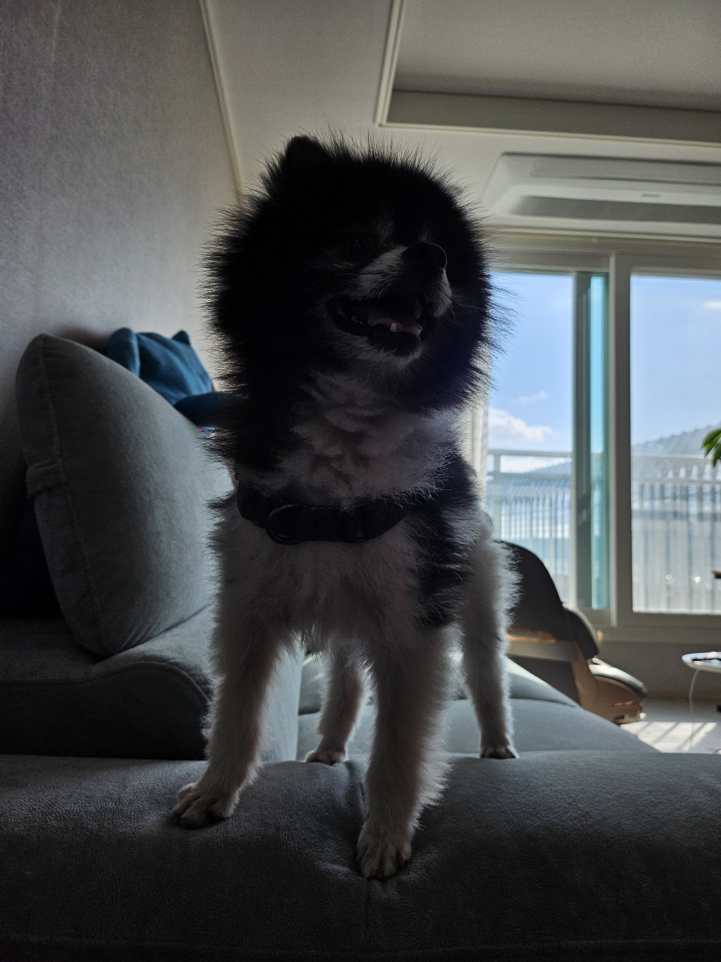 봄이(하울이) 임보 1주일차