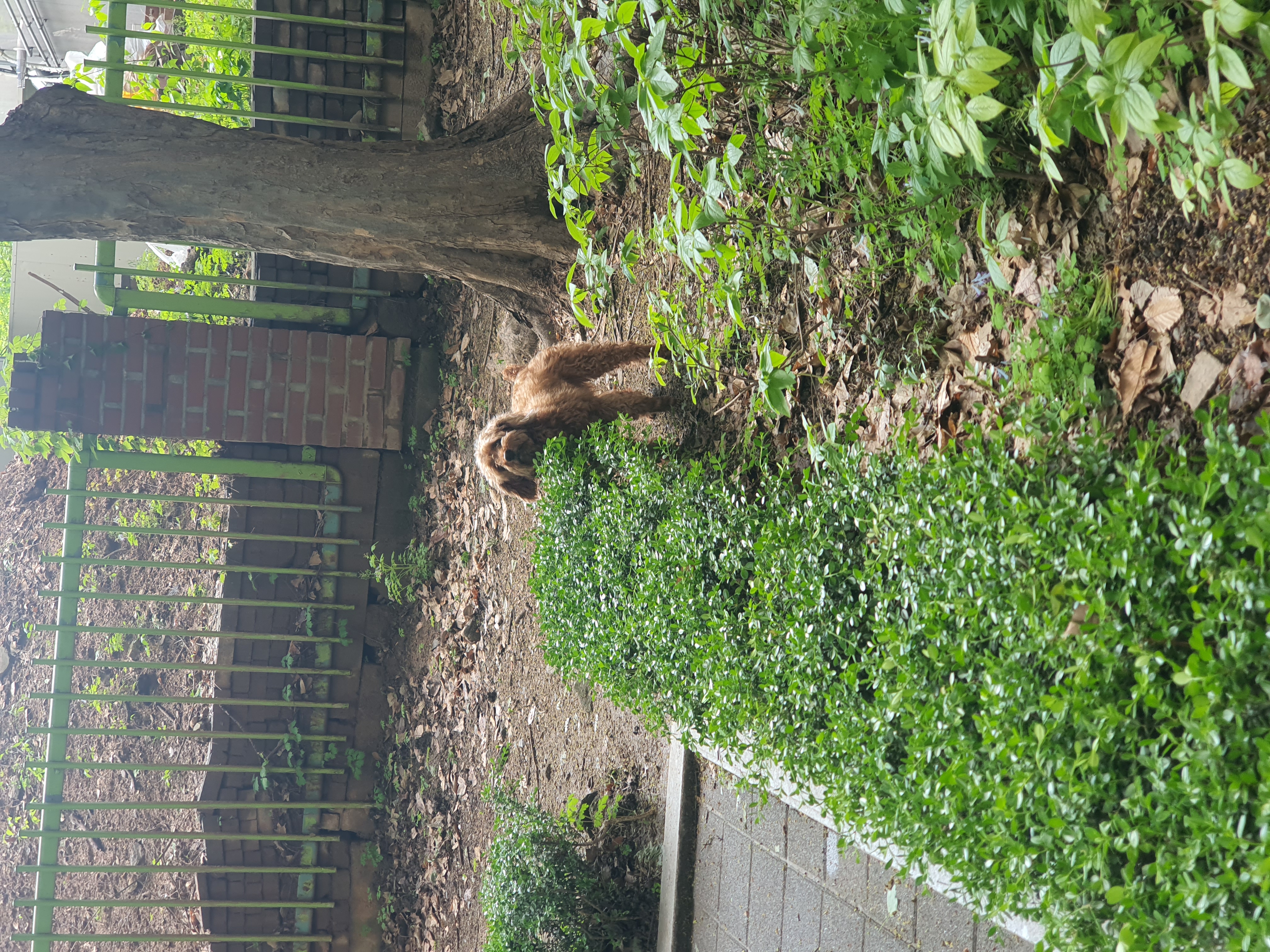 랑이(골푸) 후기.