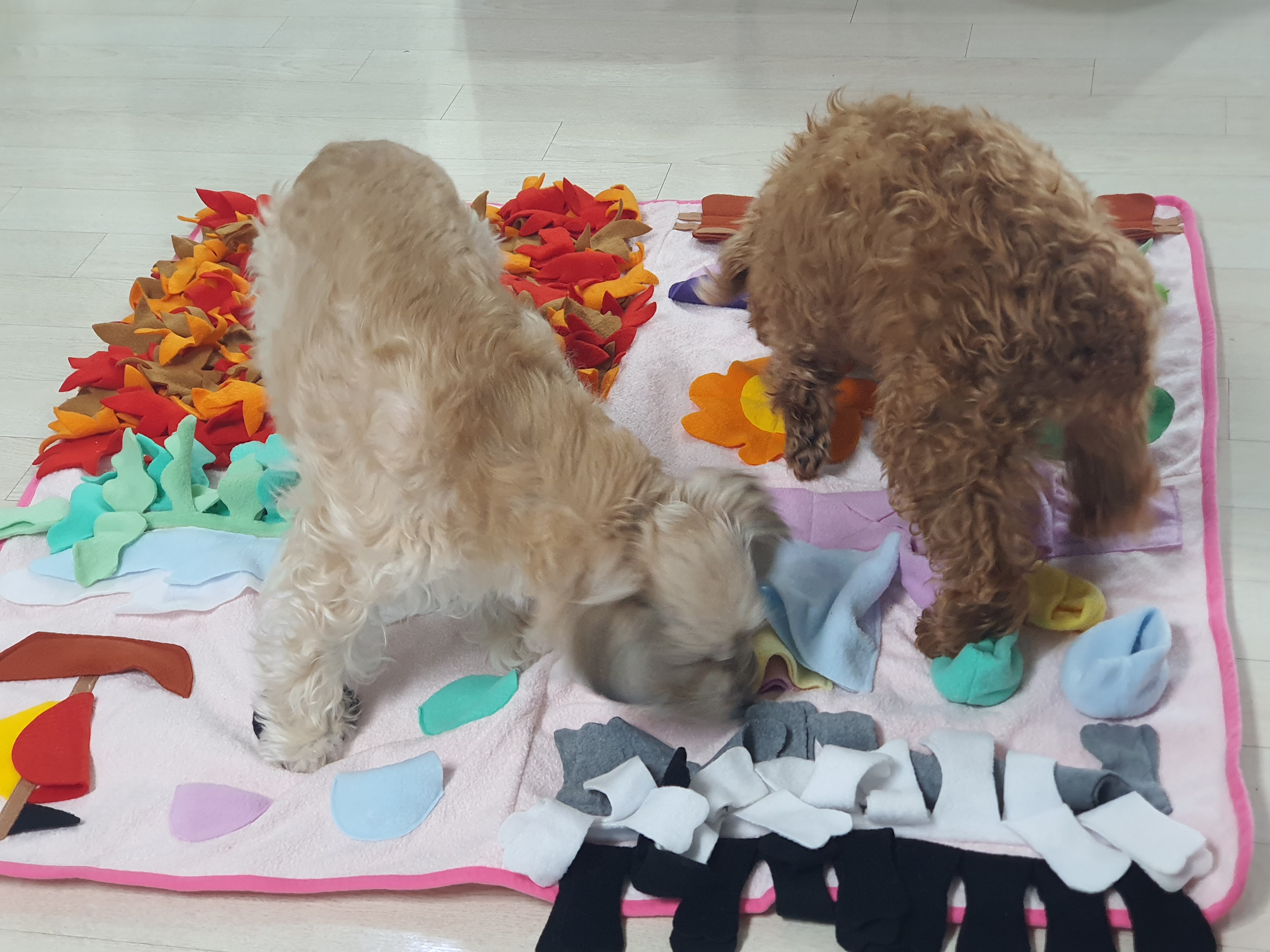 랑이(골푸) 후기.