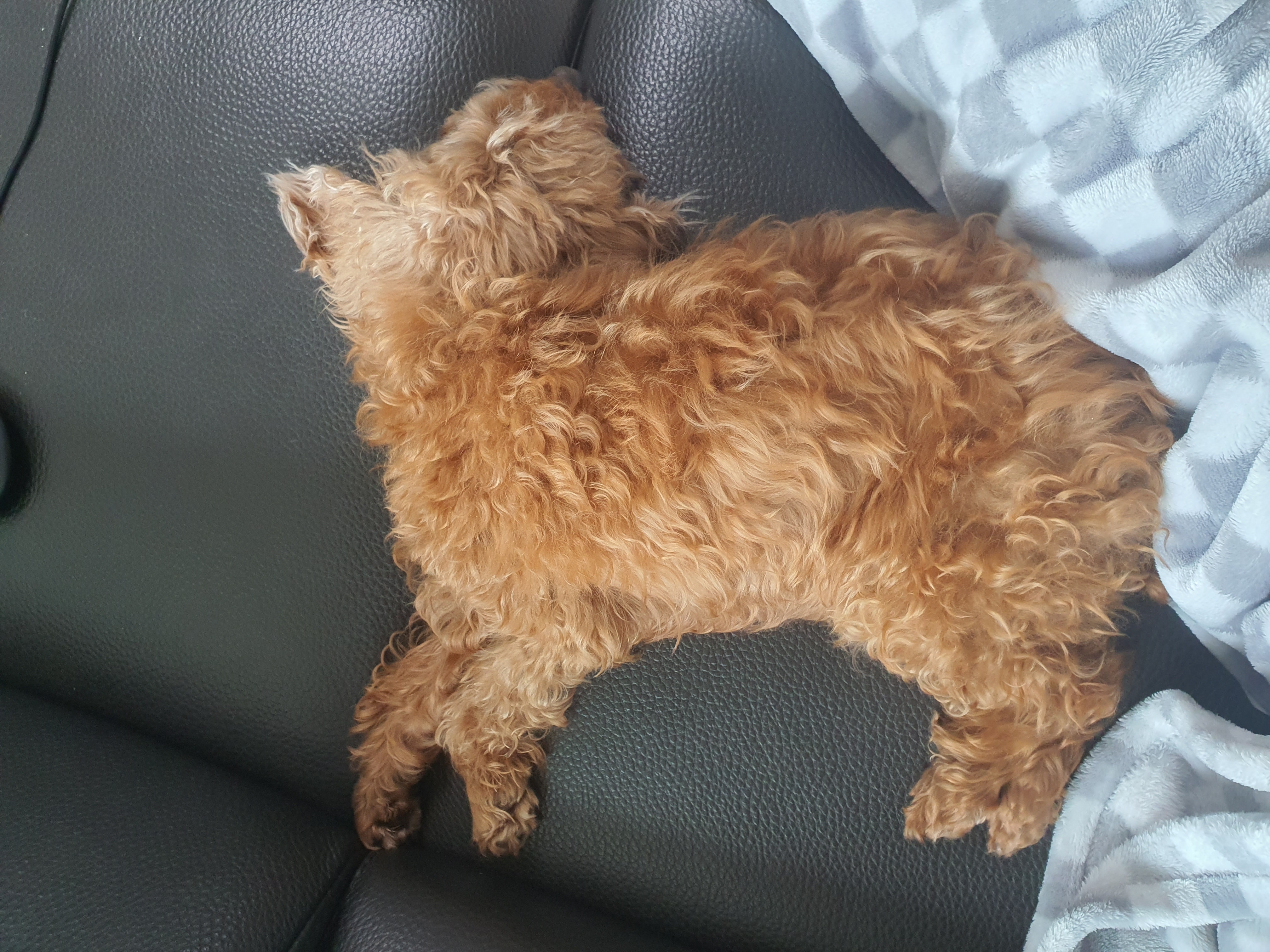 랑이(골푸) 후기.