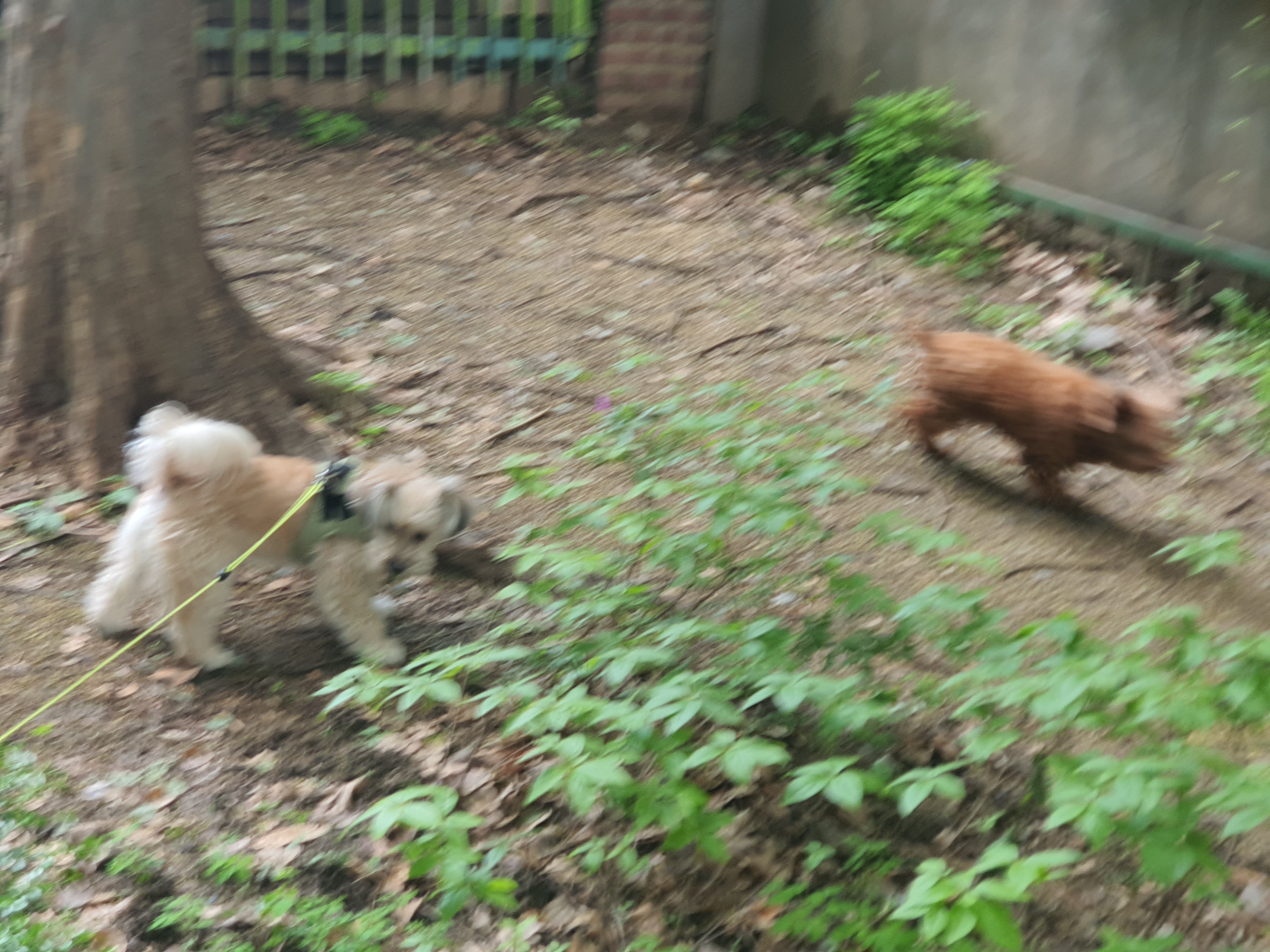 랑이(골푸) 후기.