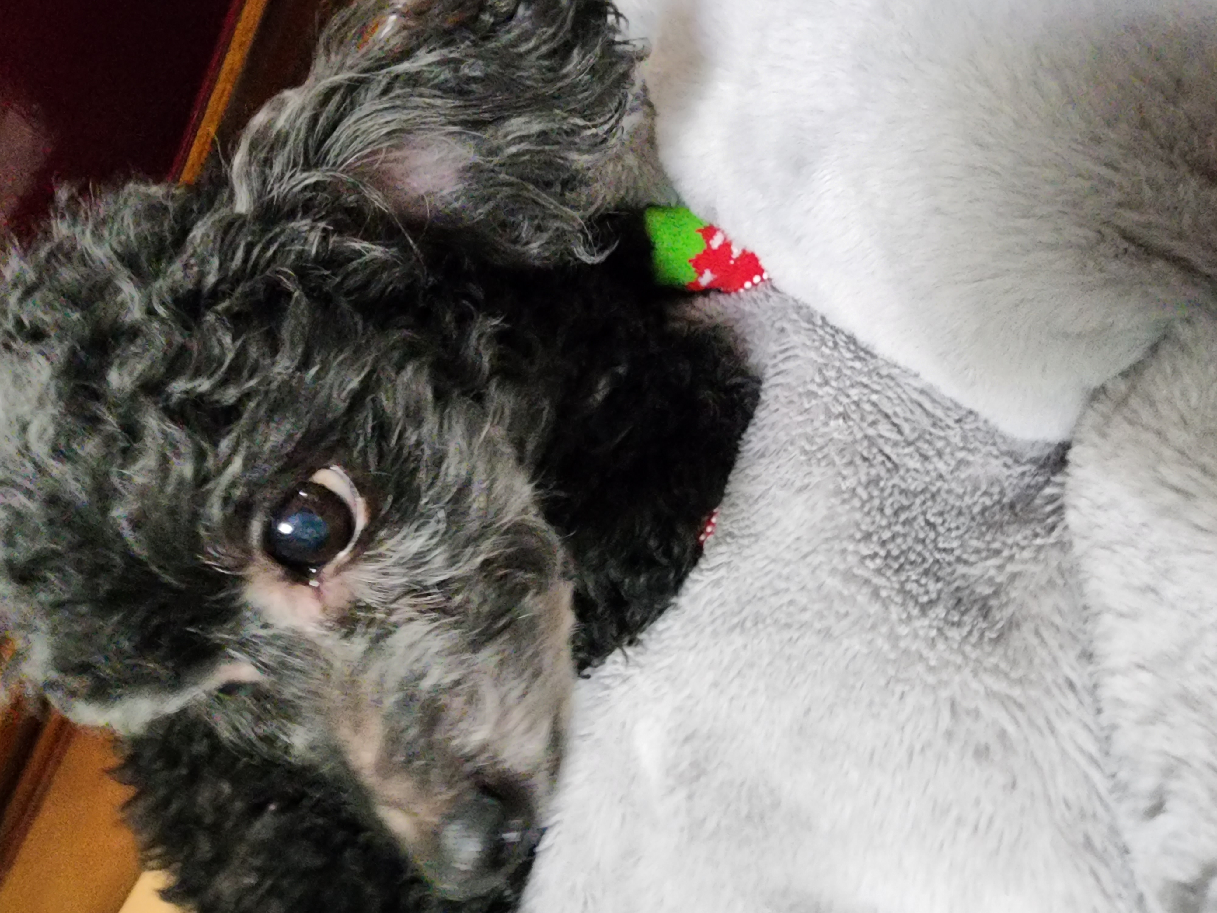 콩이.(뽀송이)생활