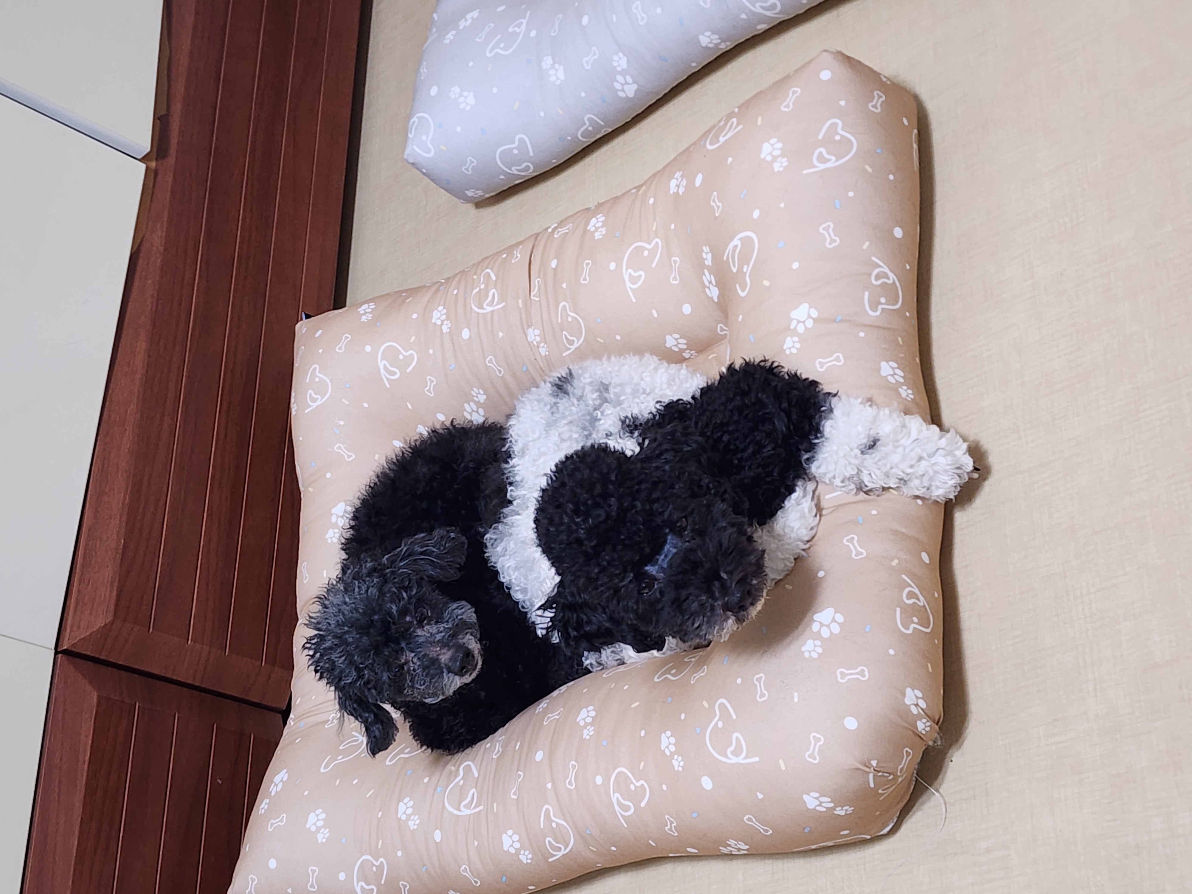 콩이.(뽀송이)생활