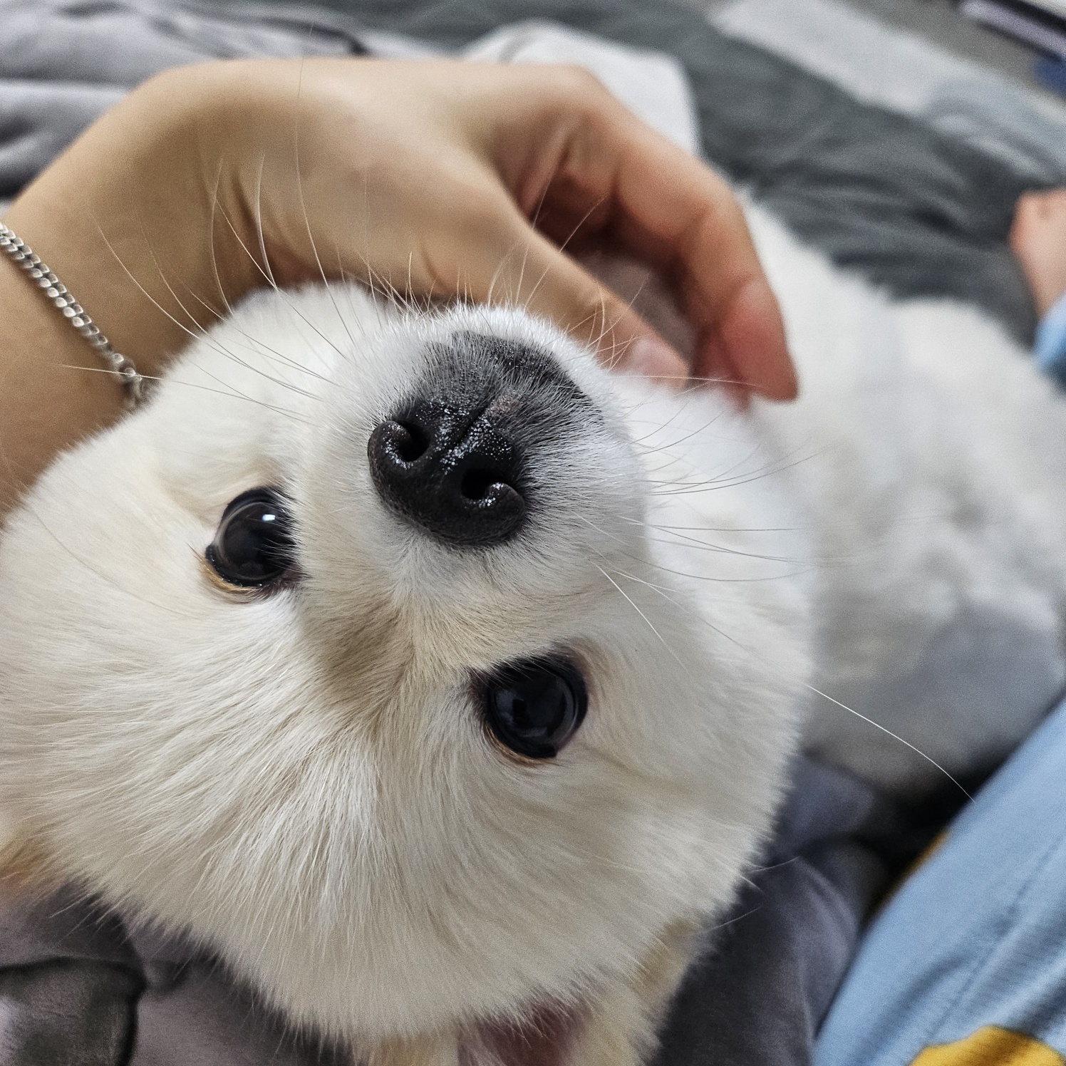 용식이(송오) 어느덧 3년되었네요!