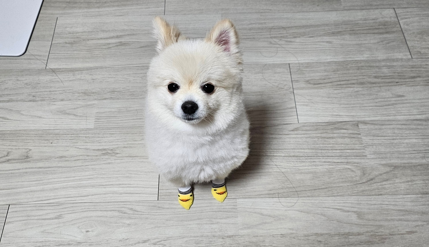 용식이(송오) 어느덧 3년되었네요!