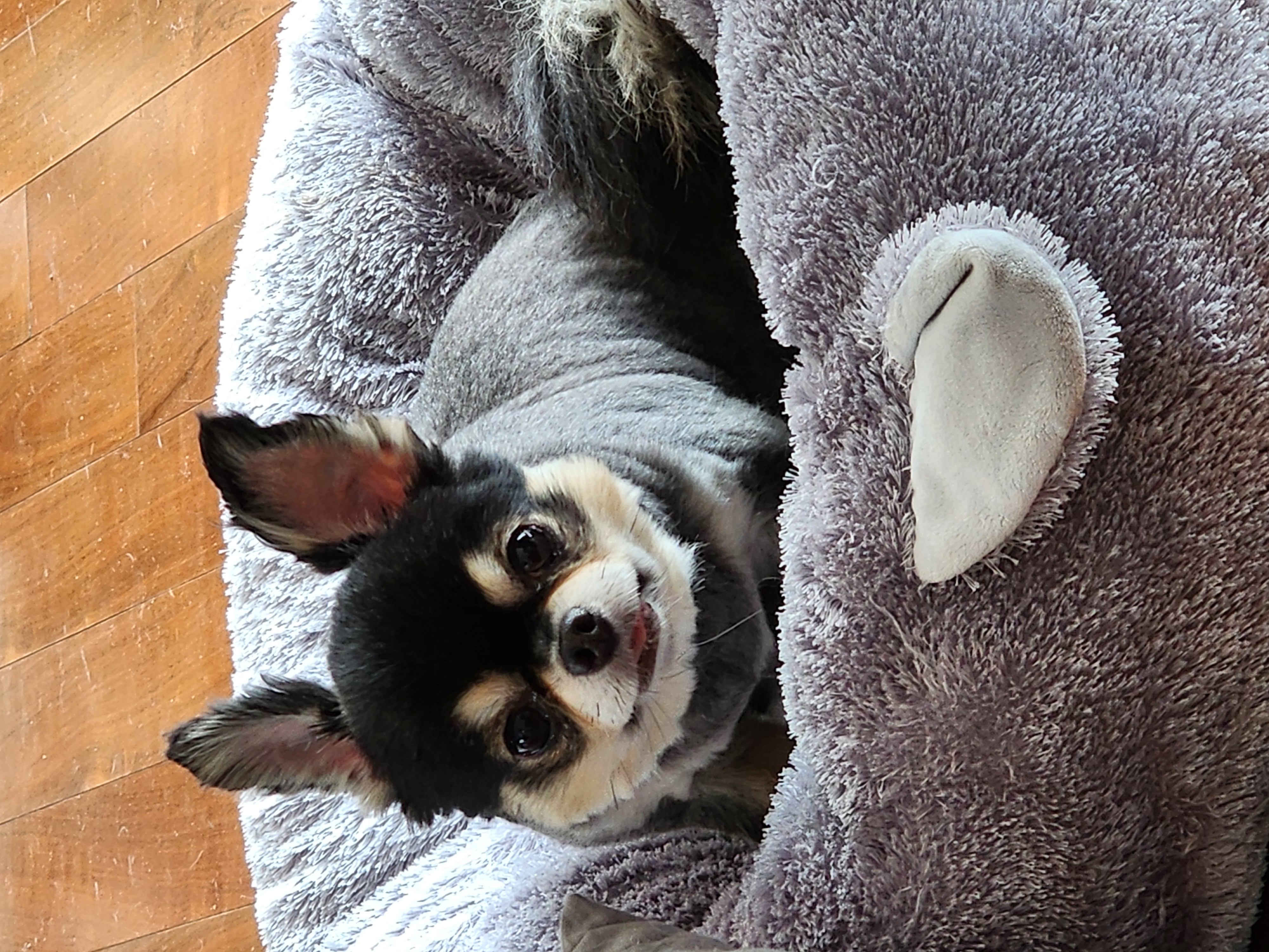 젤리 식구된지 6년