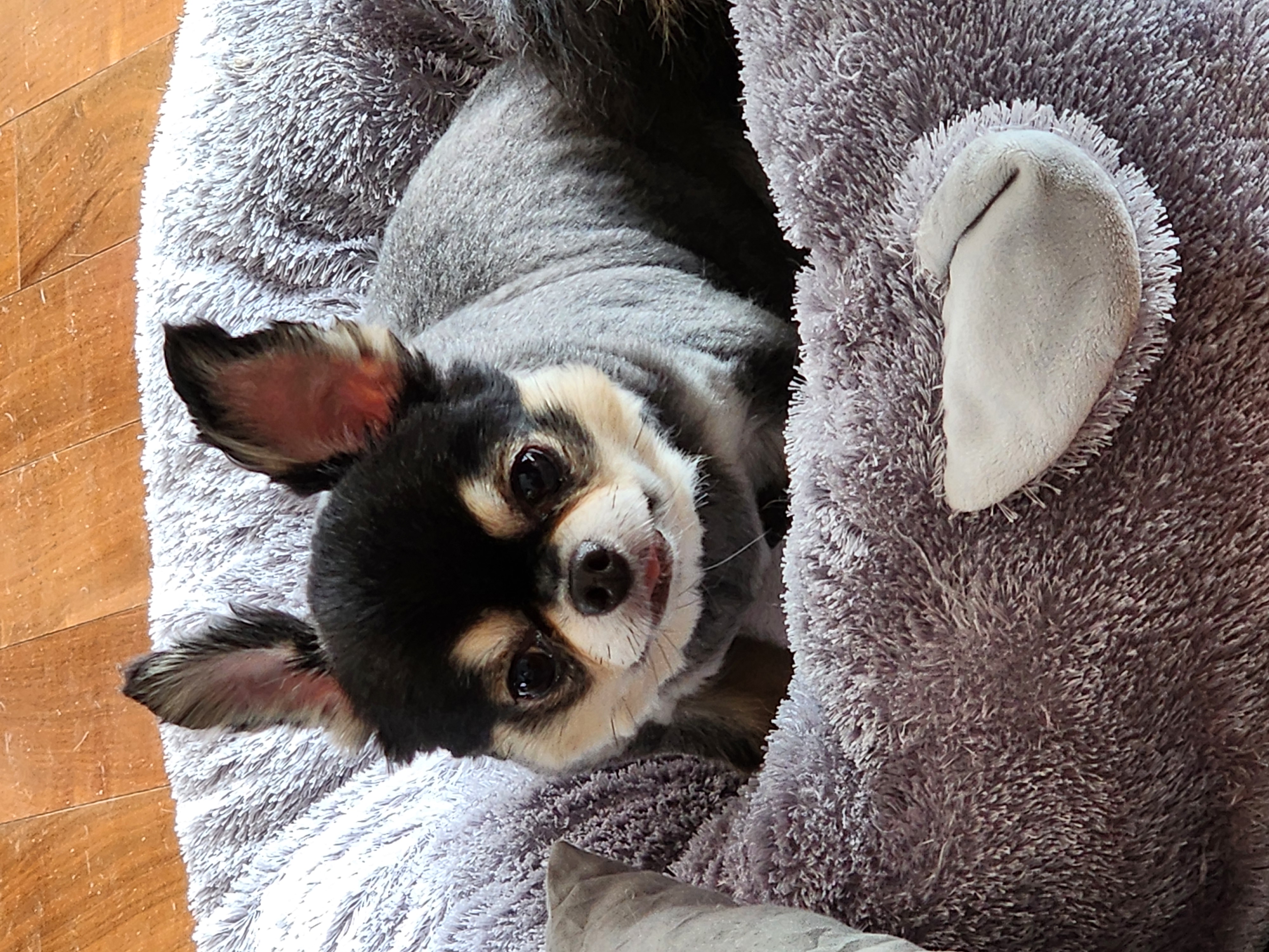 젤리 식구된지 6년