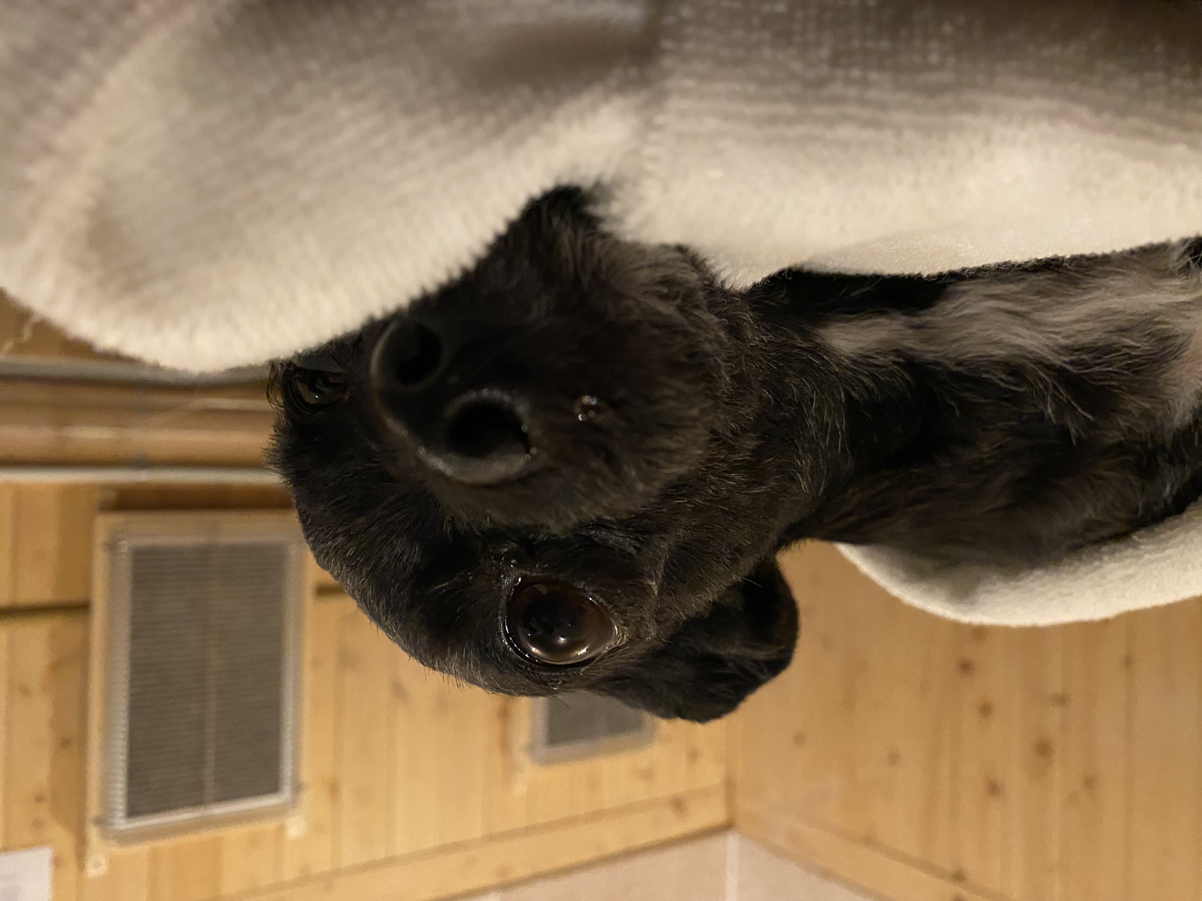 아라(뽀이) 집에 온 지1491일🐶