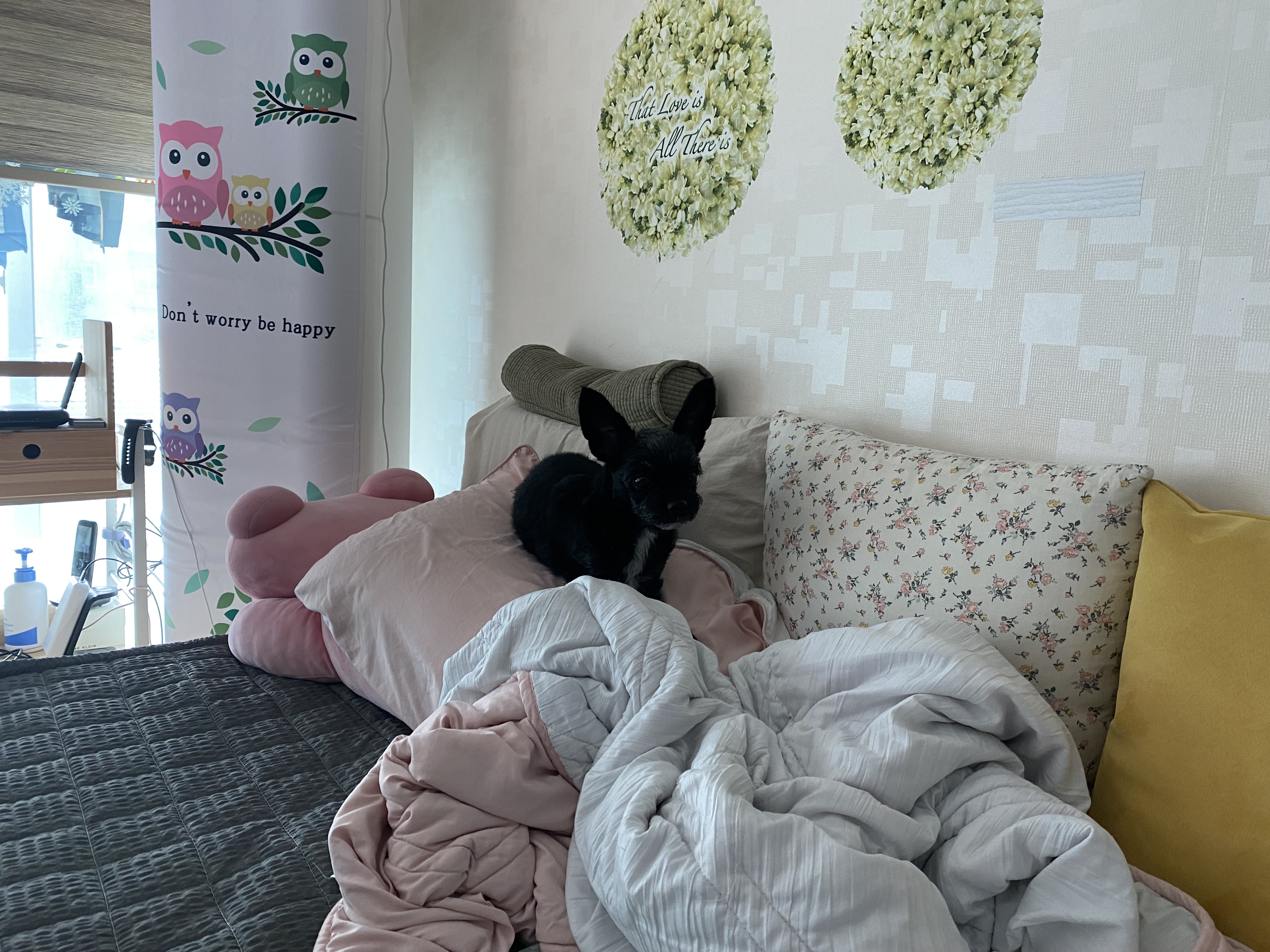 아라(뽀이) 집에 온 지1491일🐶