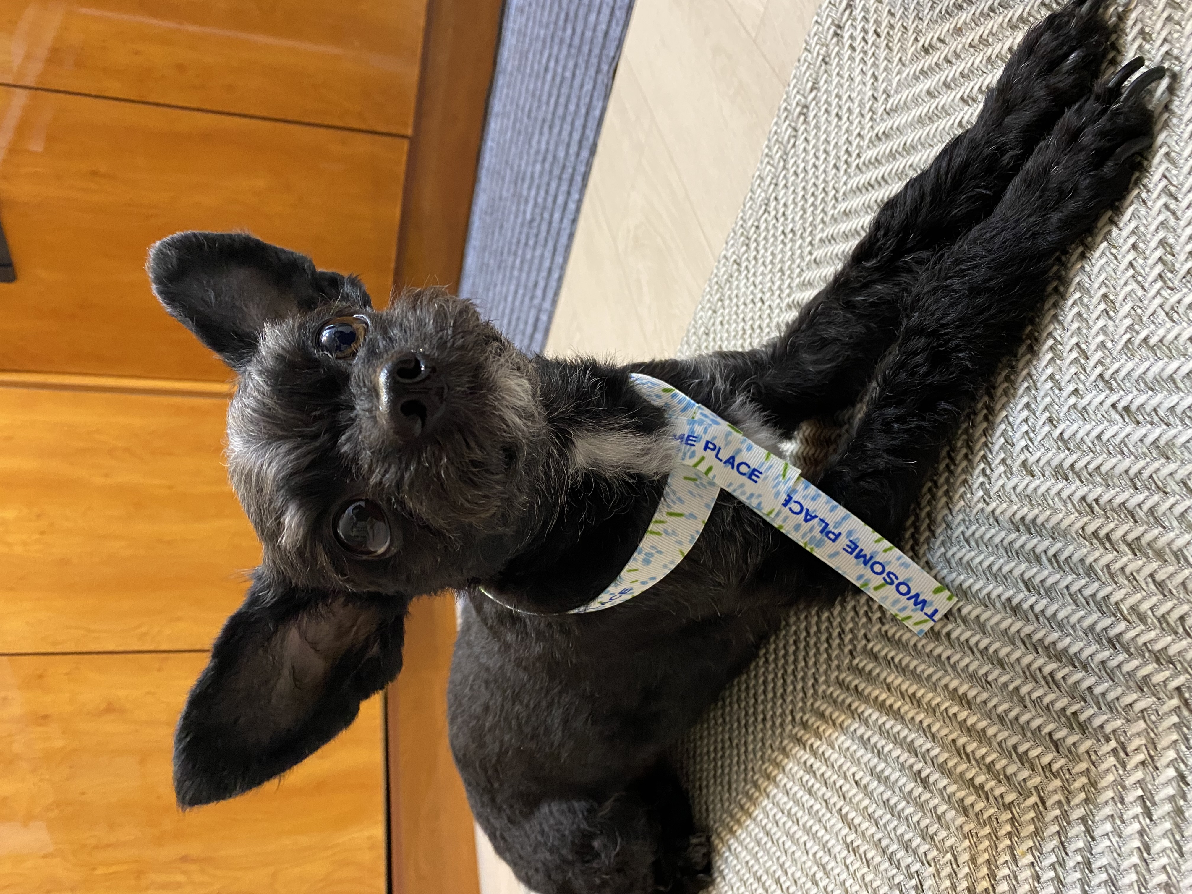 아라(뽀이) 집에 온 지1491일🐶