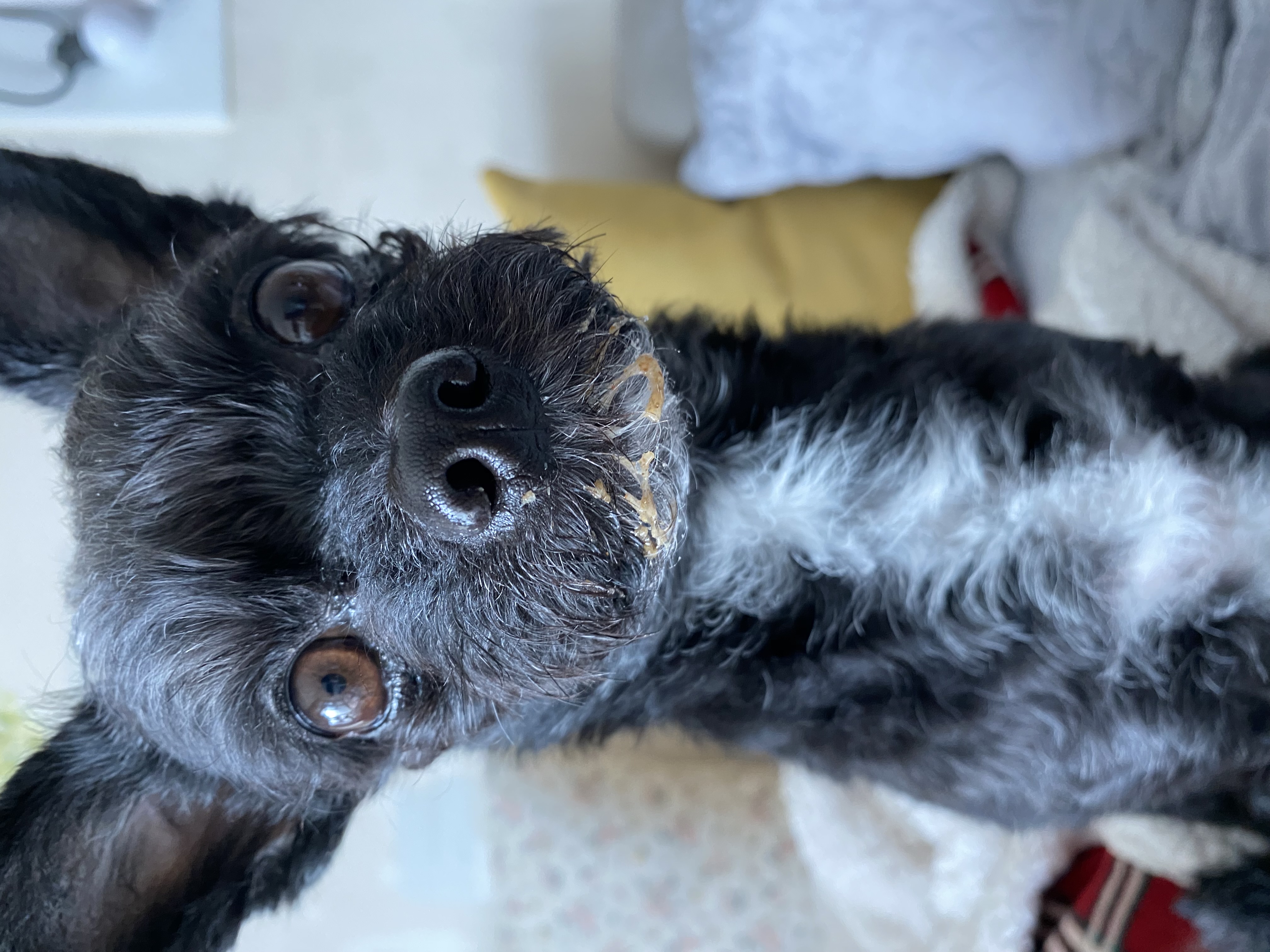 아라(뽀이) 집에 온 지1491일🐶