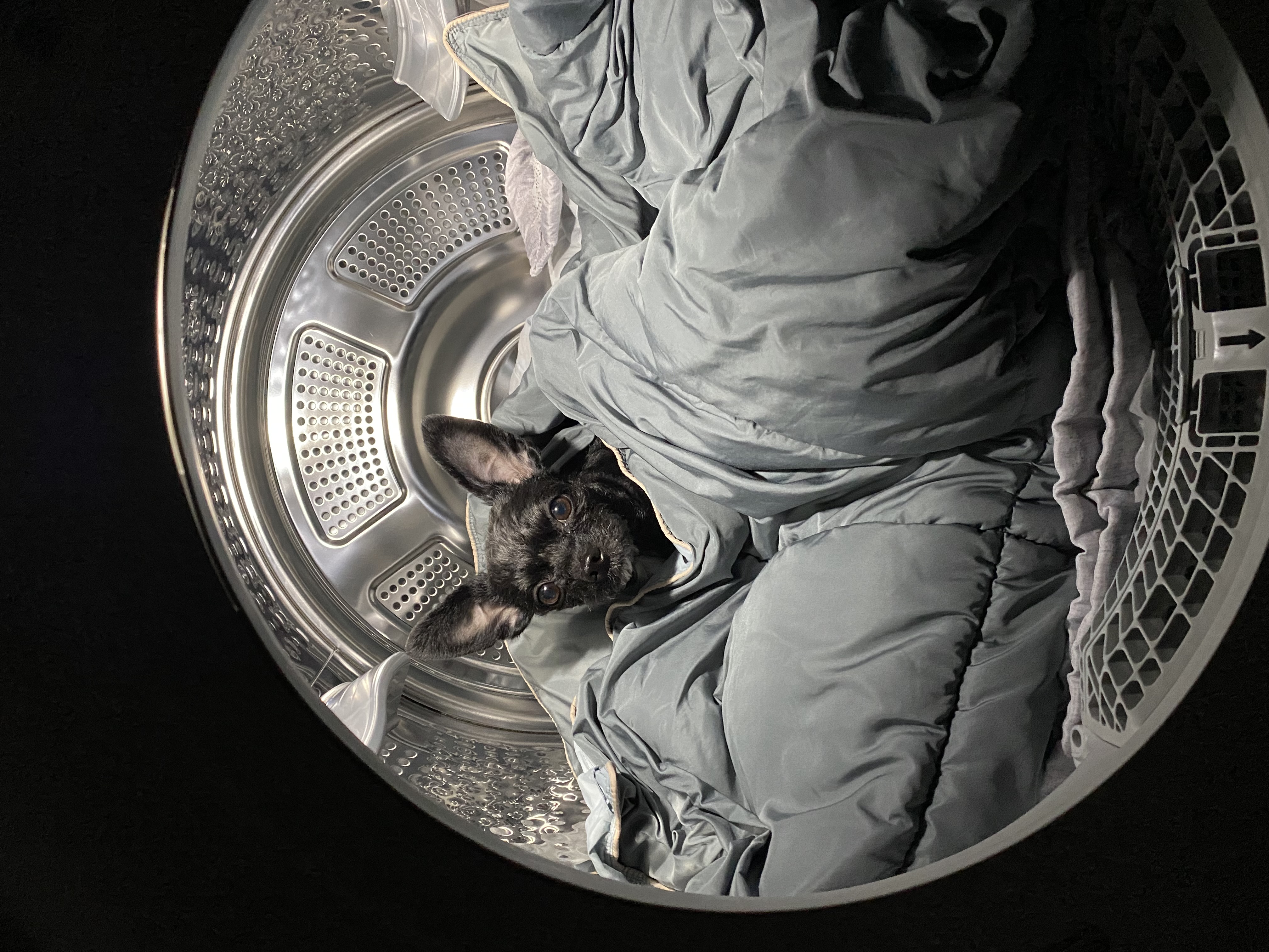 아라(뽀이) 집에 온 지1491일🐶