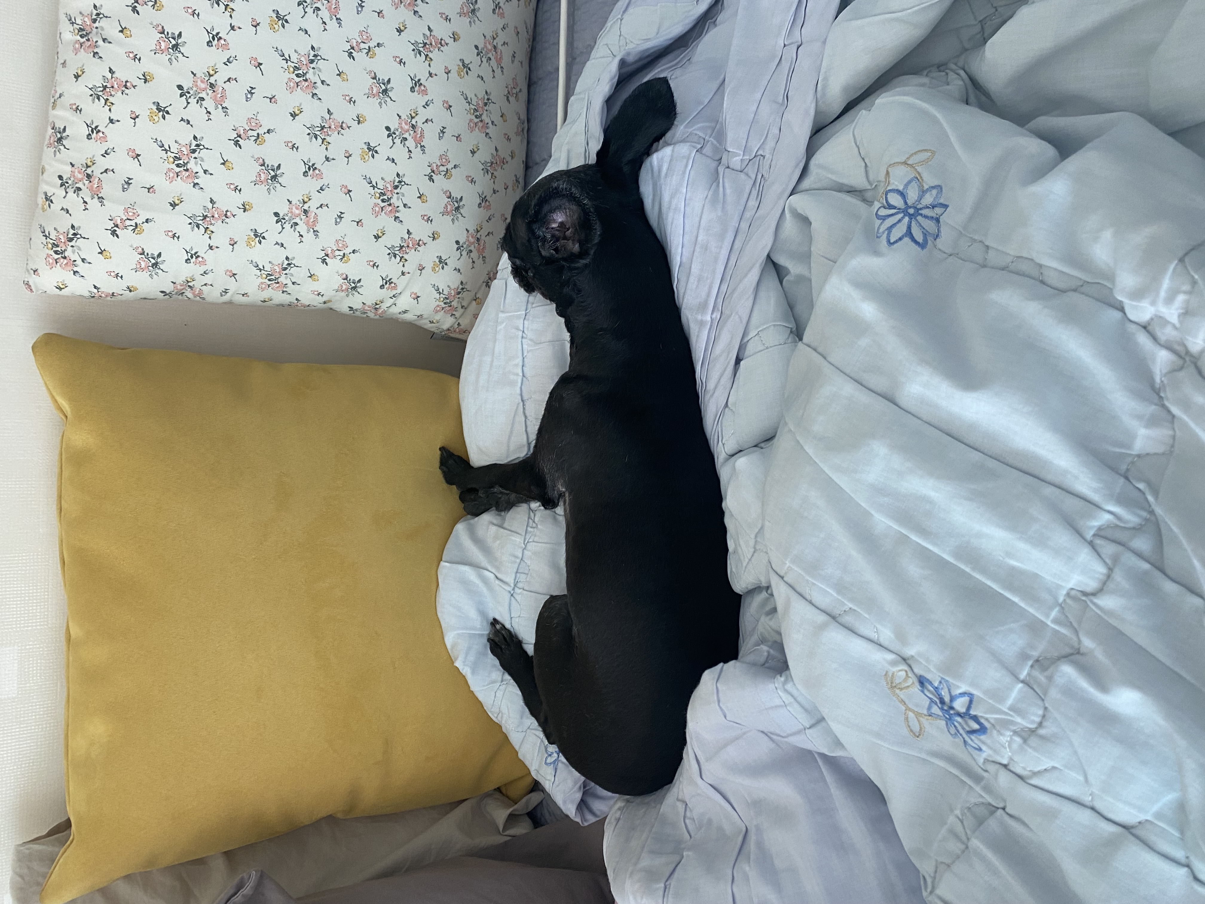 아라(뽀이) 집에 온 지1491일🐶