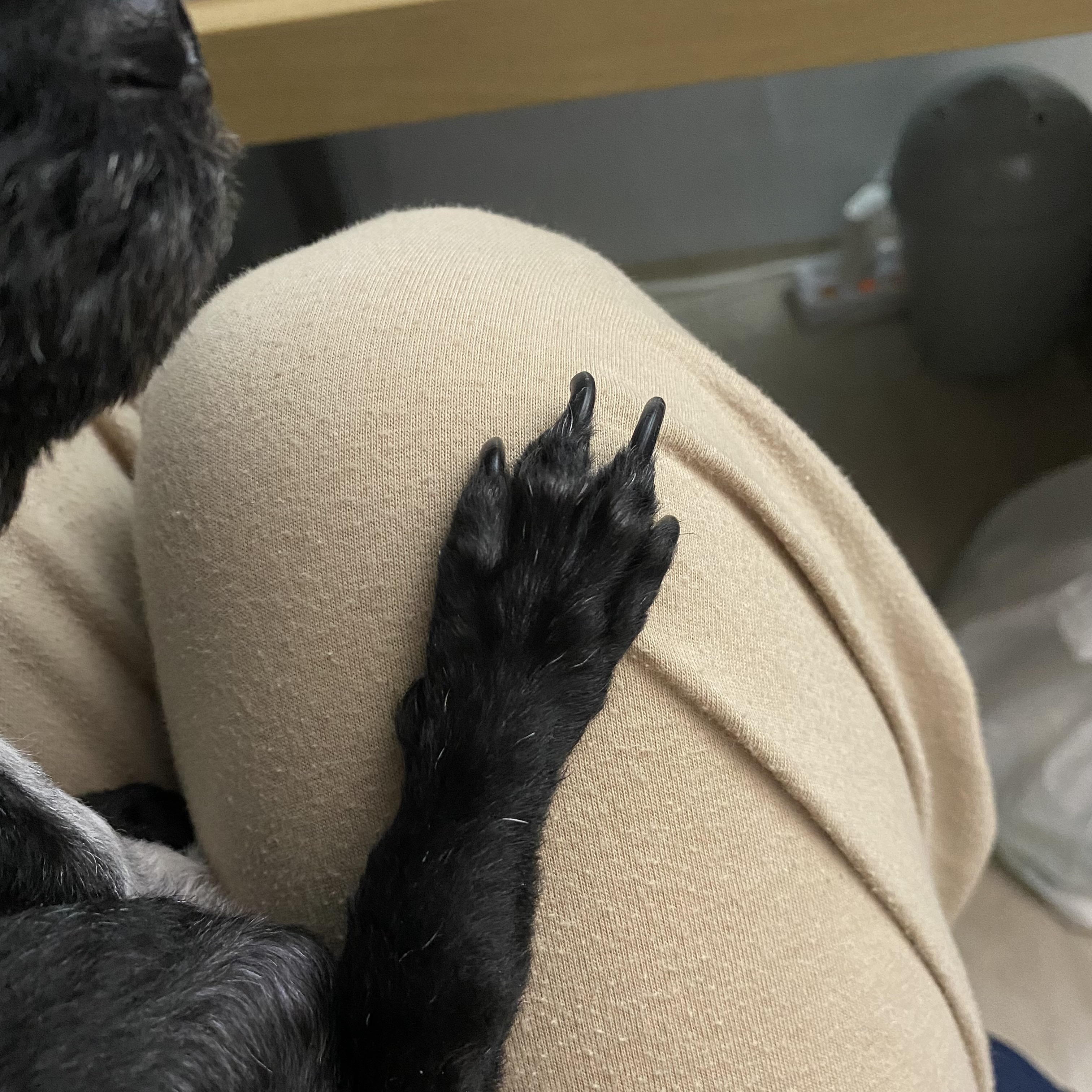 아라(뽀이) 집에 온 지1491일🐶