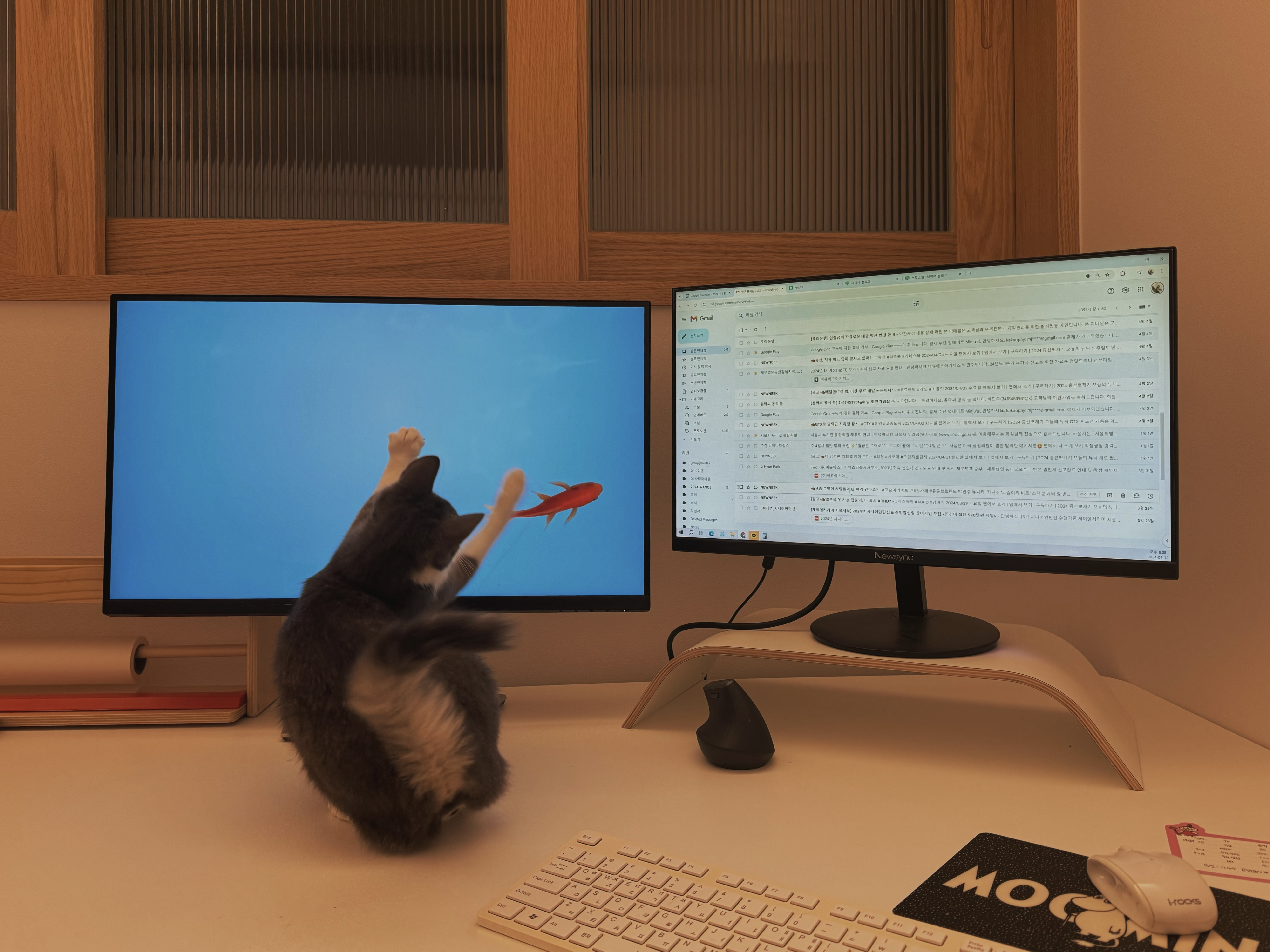 도장이(구 해봄이) 입양 3달차 후기