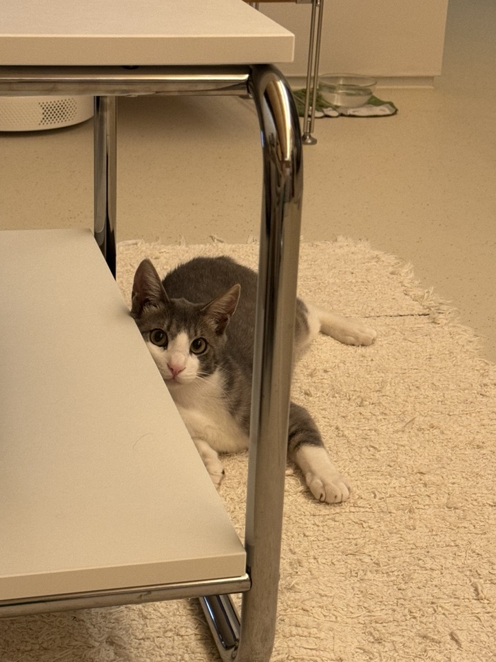 도장이(구 해봄이) 입양 3달차 후기