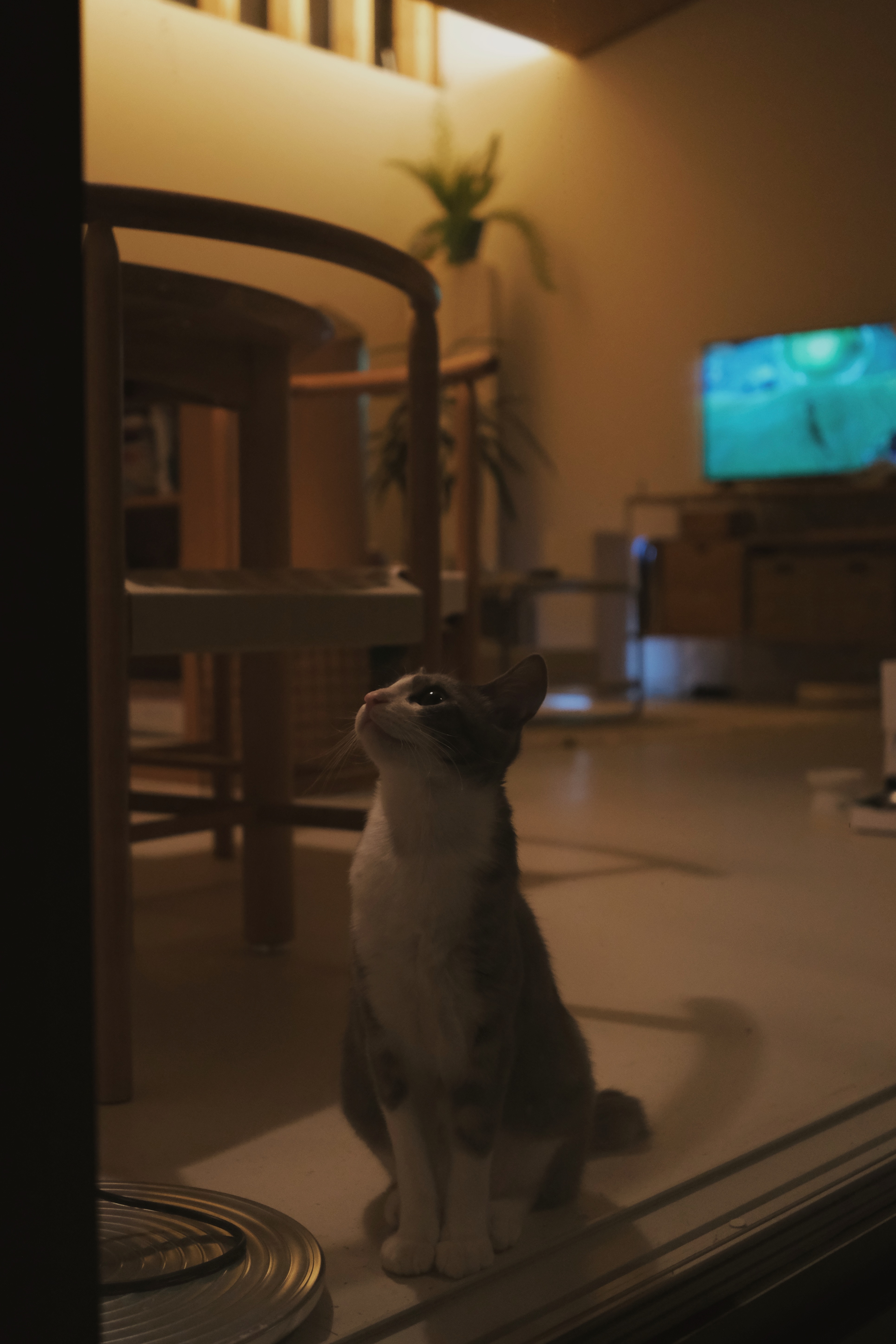 도장이(구 해봄이) 입양 3달차 후기