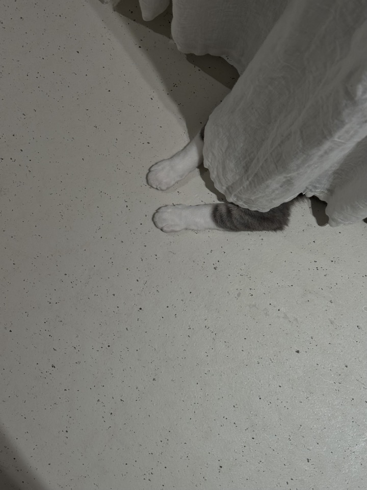 도장이(구 해봄이) 입양 3달차 후기