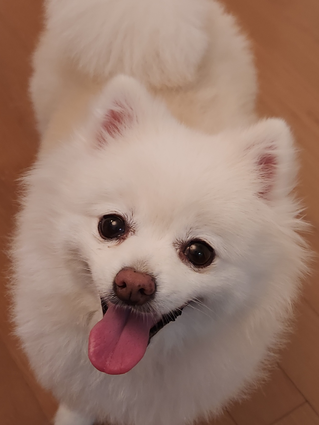 곤지암번식장 꿀밤이(현재 봄이)입양3년차 이야기