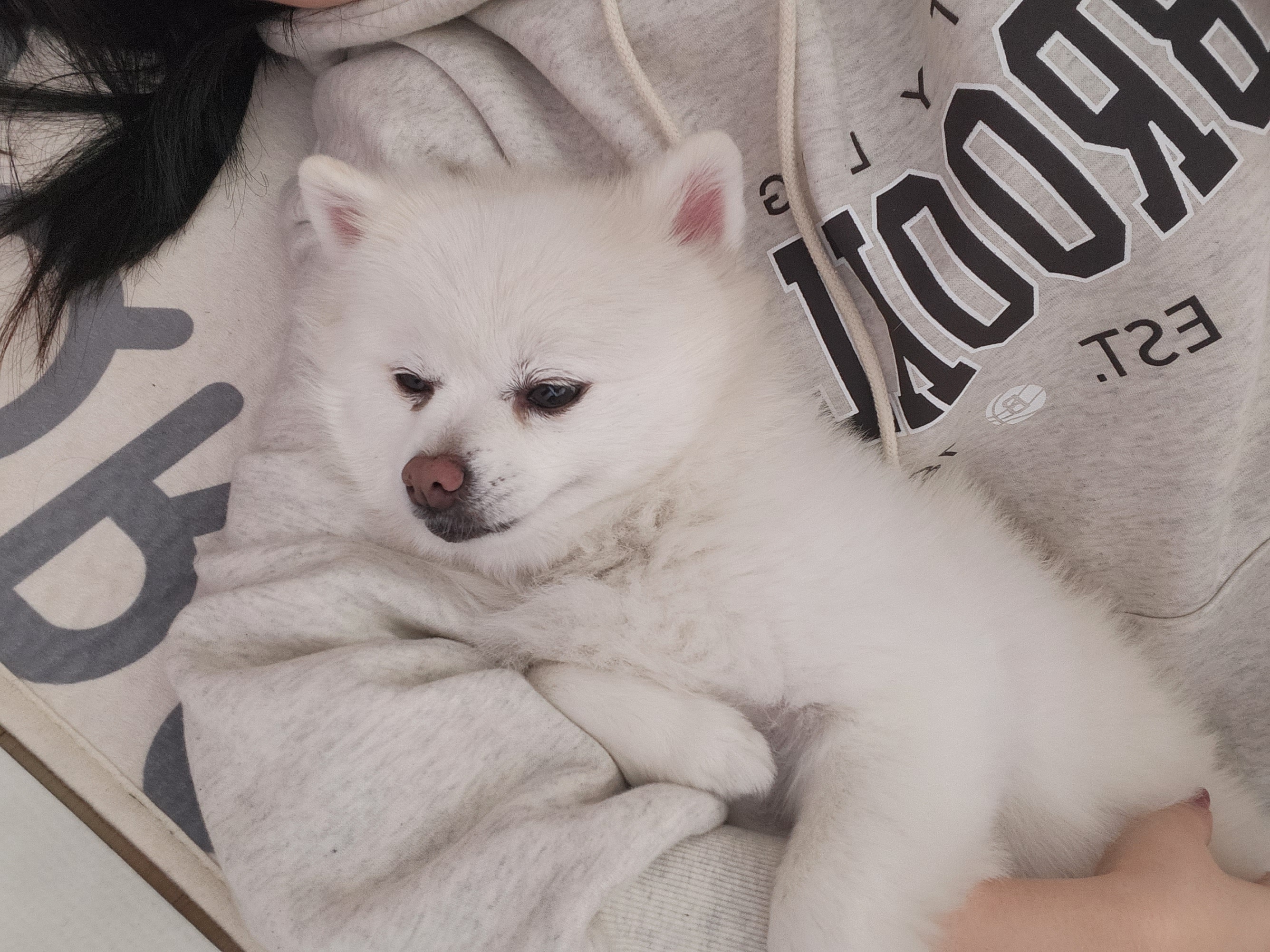 곤지암번식장 꿀밤이(현재 봄이)입양3년차 이야기