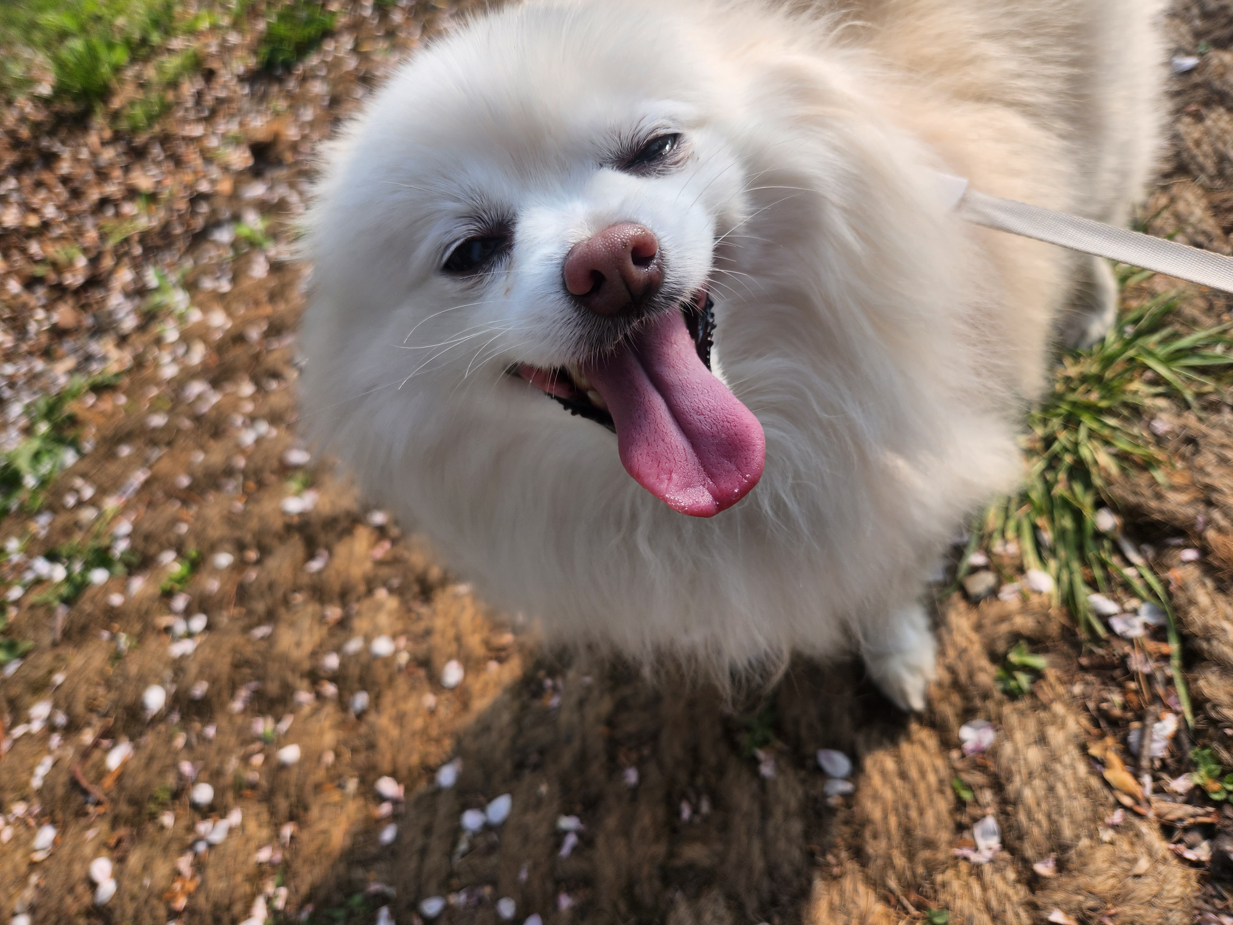 곤지암번식장 꿀밤이(현재 봄이)입양3년차 이야기