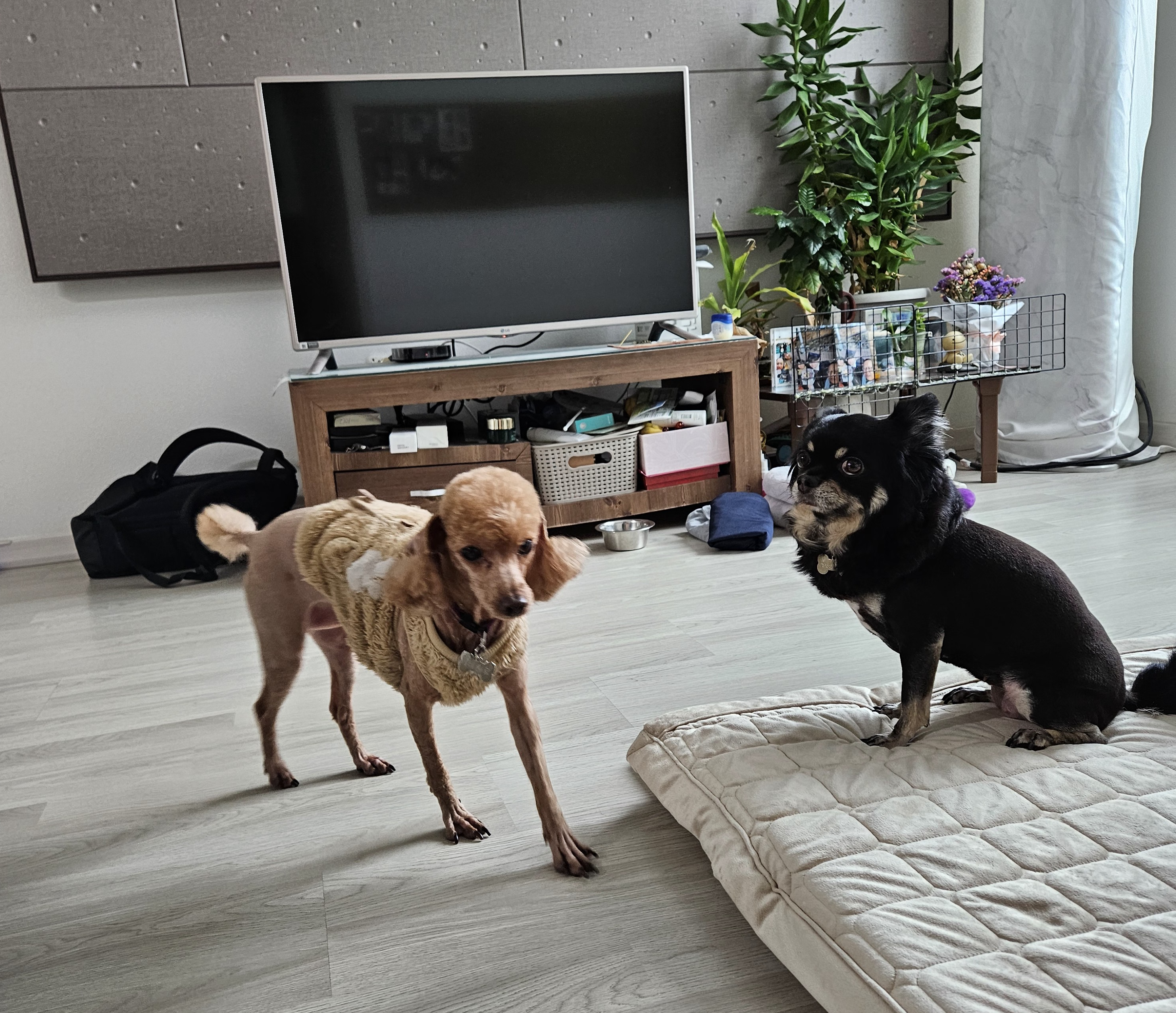 하루(구, 해랑이) 입양 3년차 이야기를 올려드립니다.