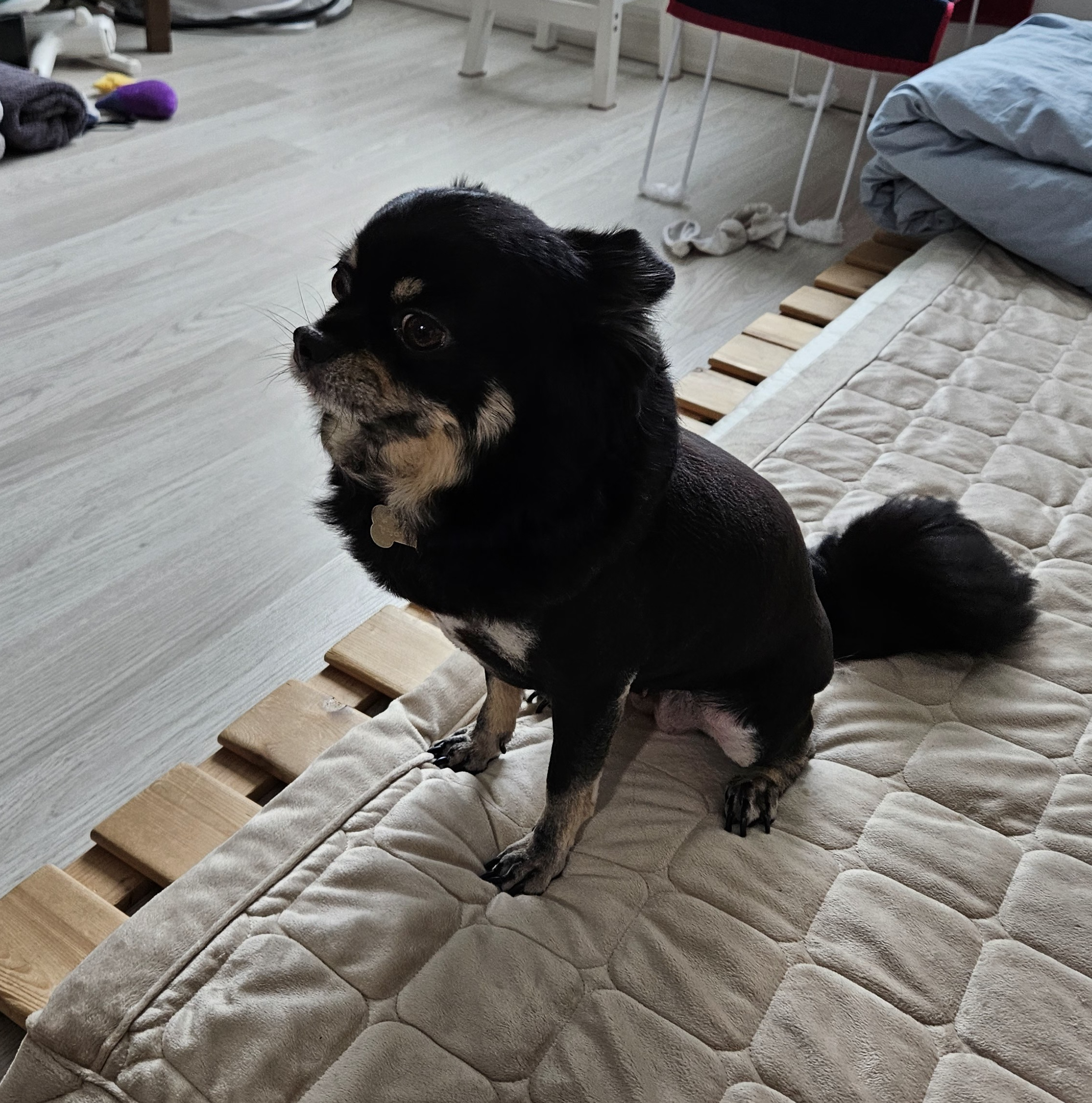 하루(구, 해랑이) 입양 3년차 이야기를 올려드립니다.