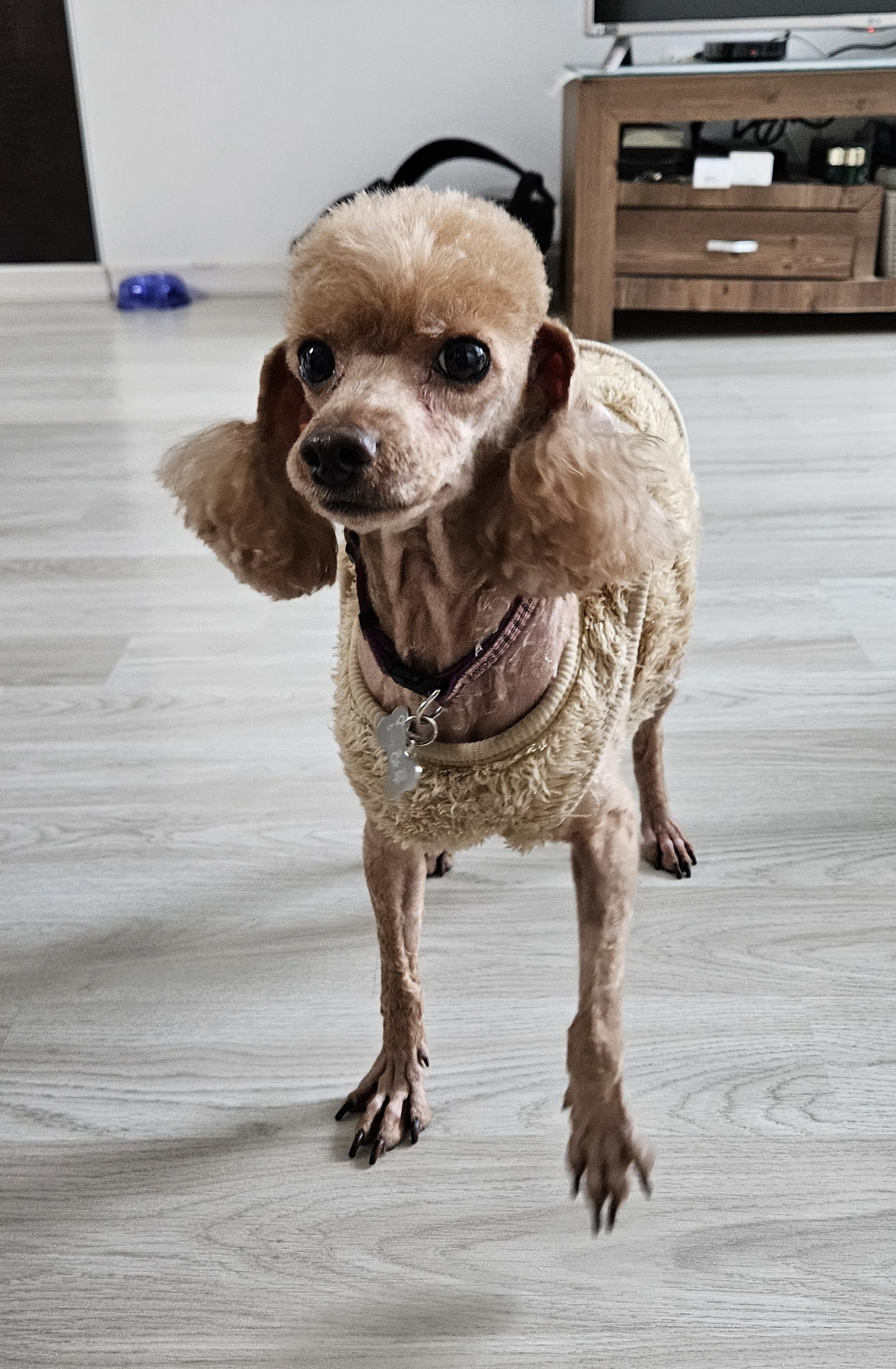 하루(구, 해랑이) 입양 3년차 이야기를 올려드립니다.