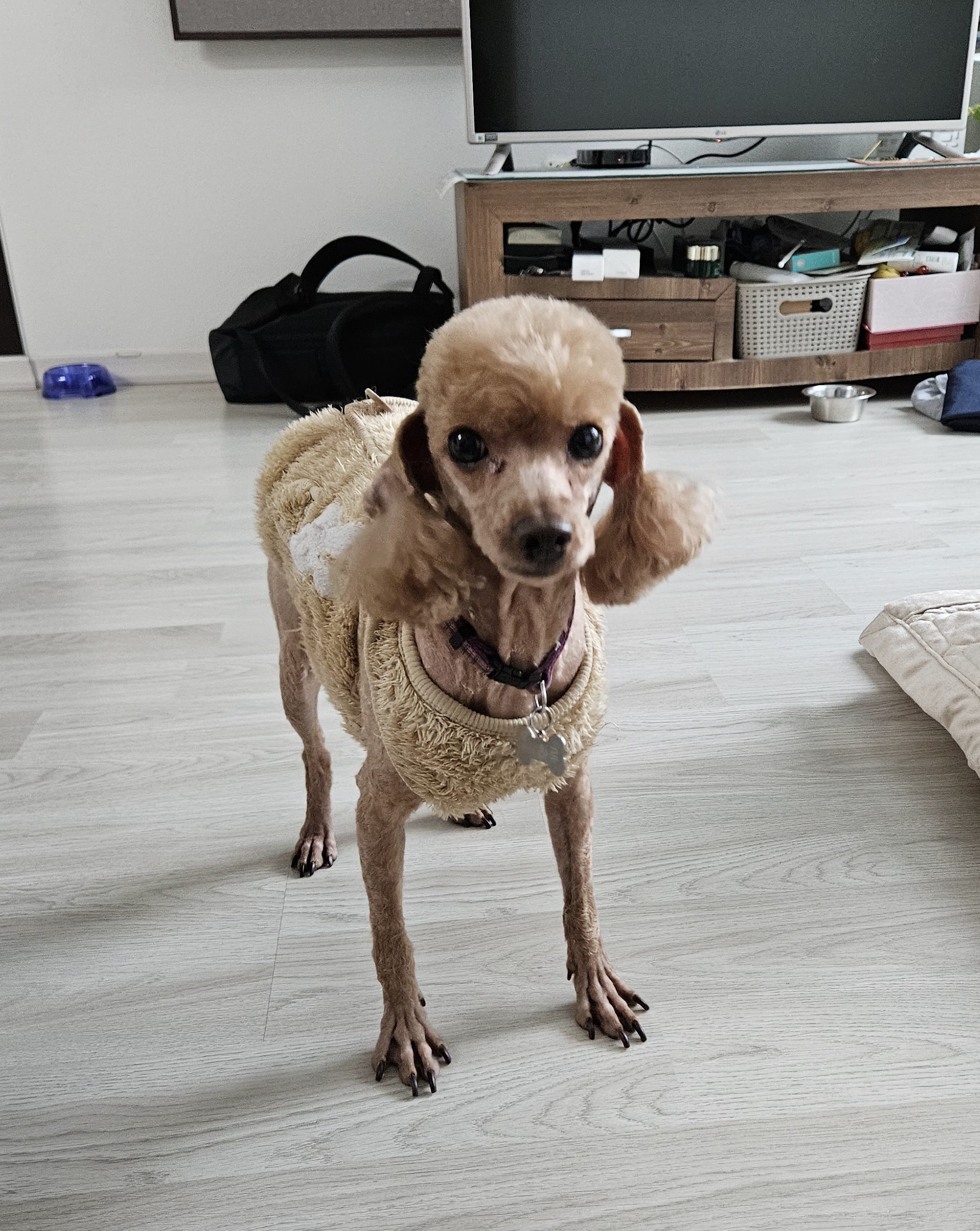 하루(구, 해랑이) 입양 3년차 이야기를 올려드립니다.