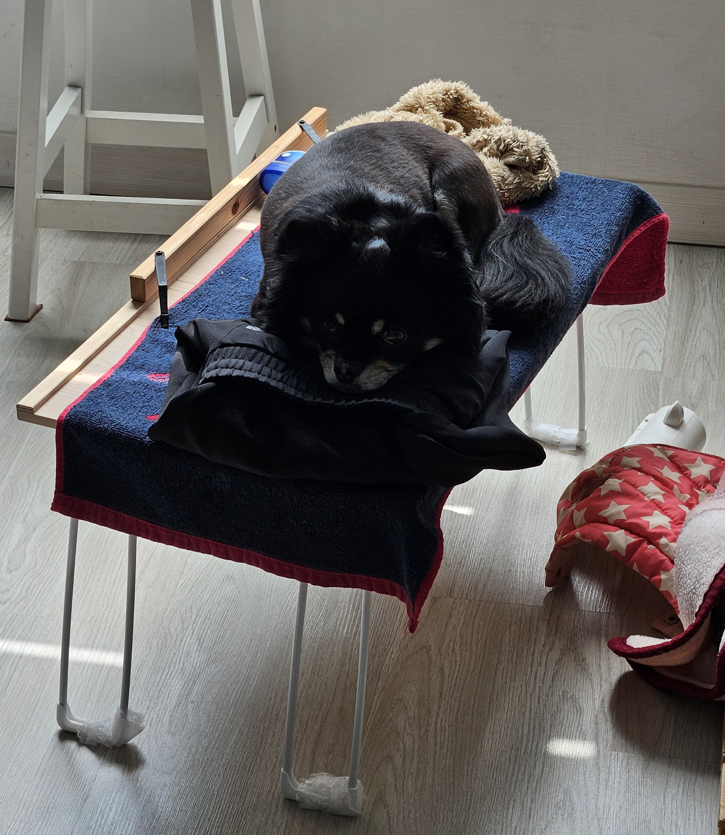 하루(구, 해랑이) 입양 3년차 이야기를 올려드립니다.