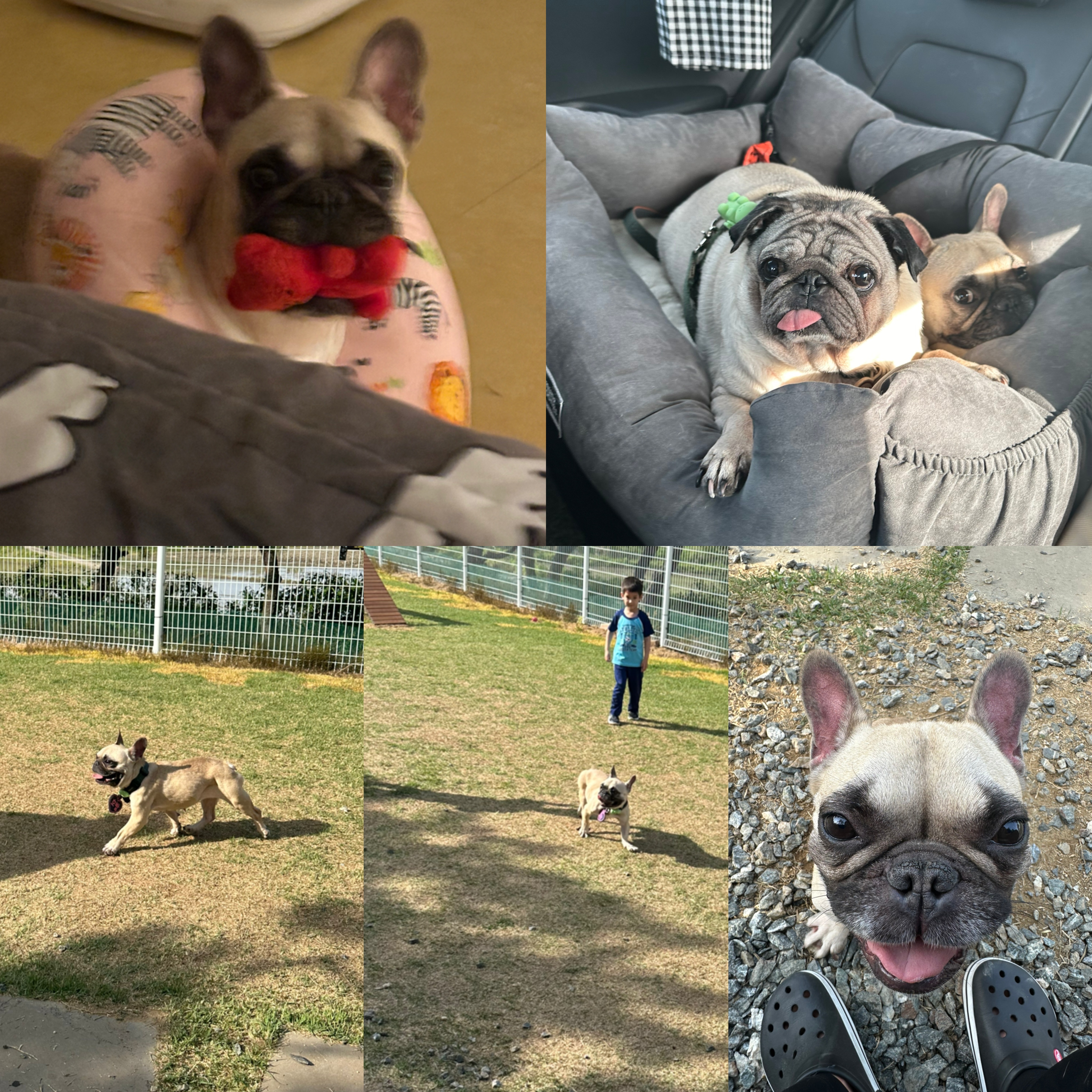 호빵(퍼지) 한달째 ❤️