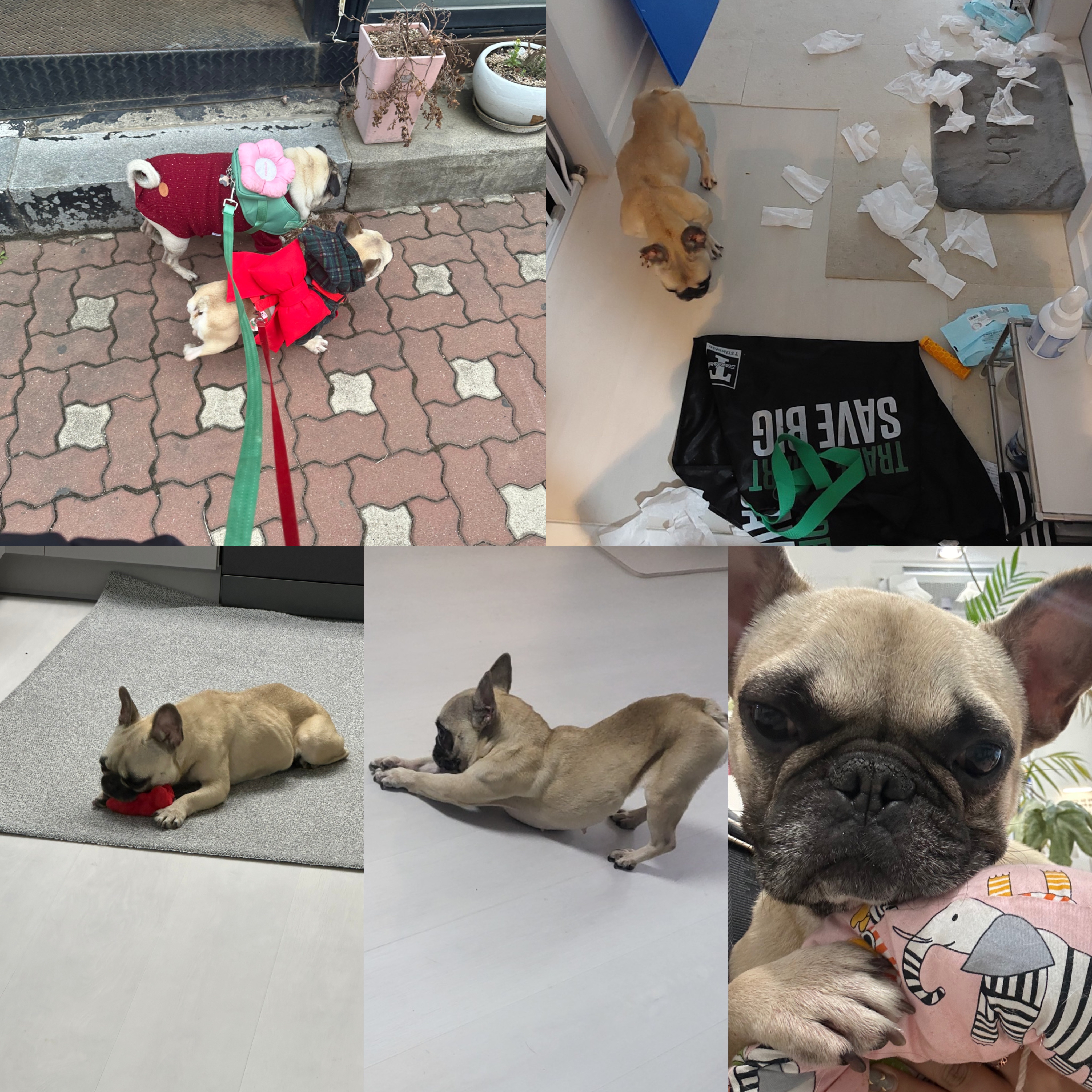 호빵(퍼지) 한달째 ❤️