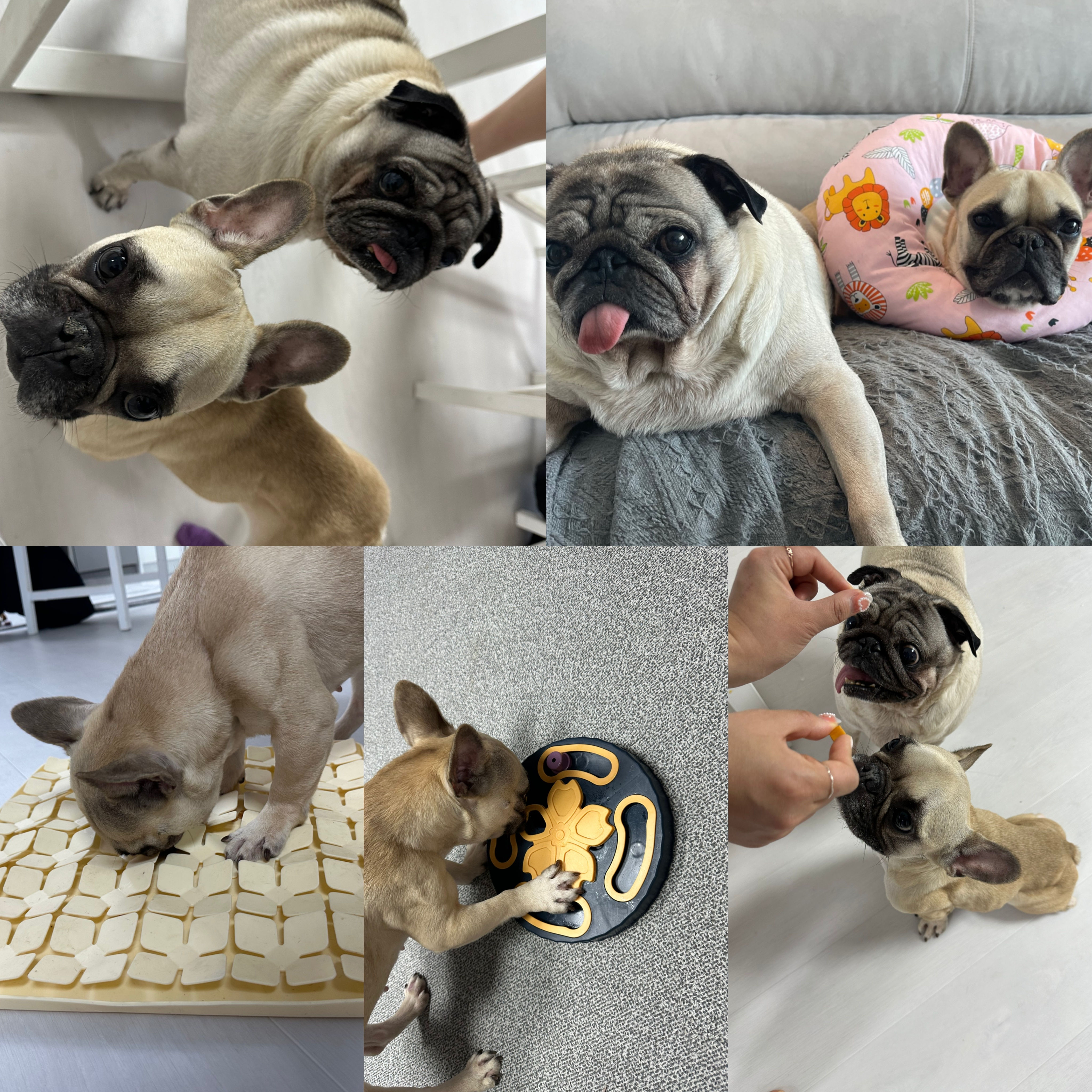 호빵(퍼지) 한달째 ❤️