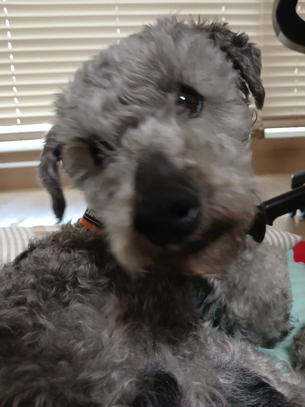 은푸가 코코됐어요♡ (1주일)