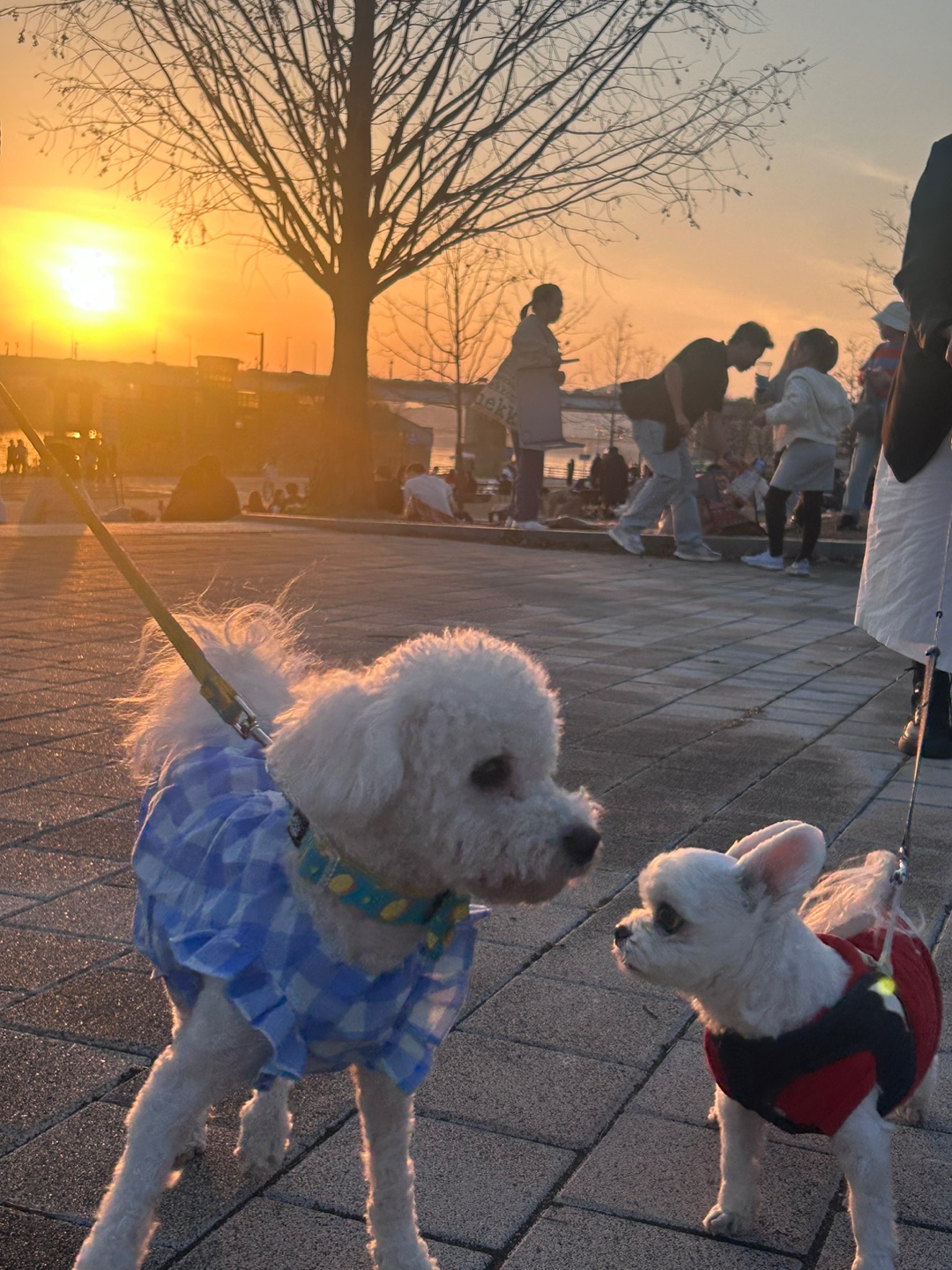 (양곤)루시와의 알콩달콩 50일 이야기