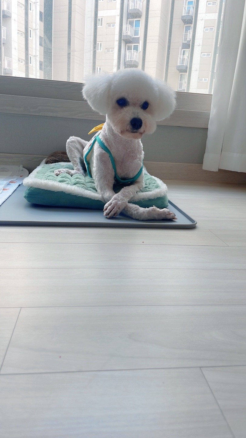 (양곤)루시와 알콩달콩 50일 이야기(최종)