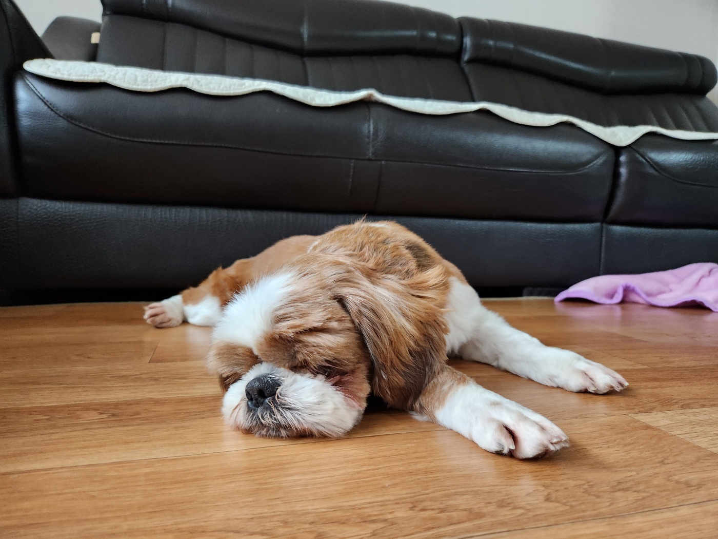 동동이 만난지 일주일째!(용자)