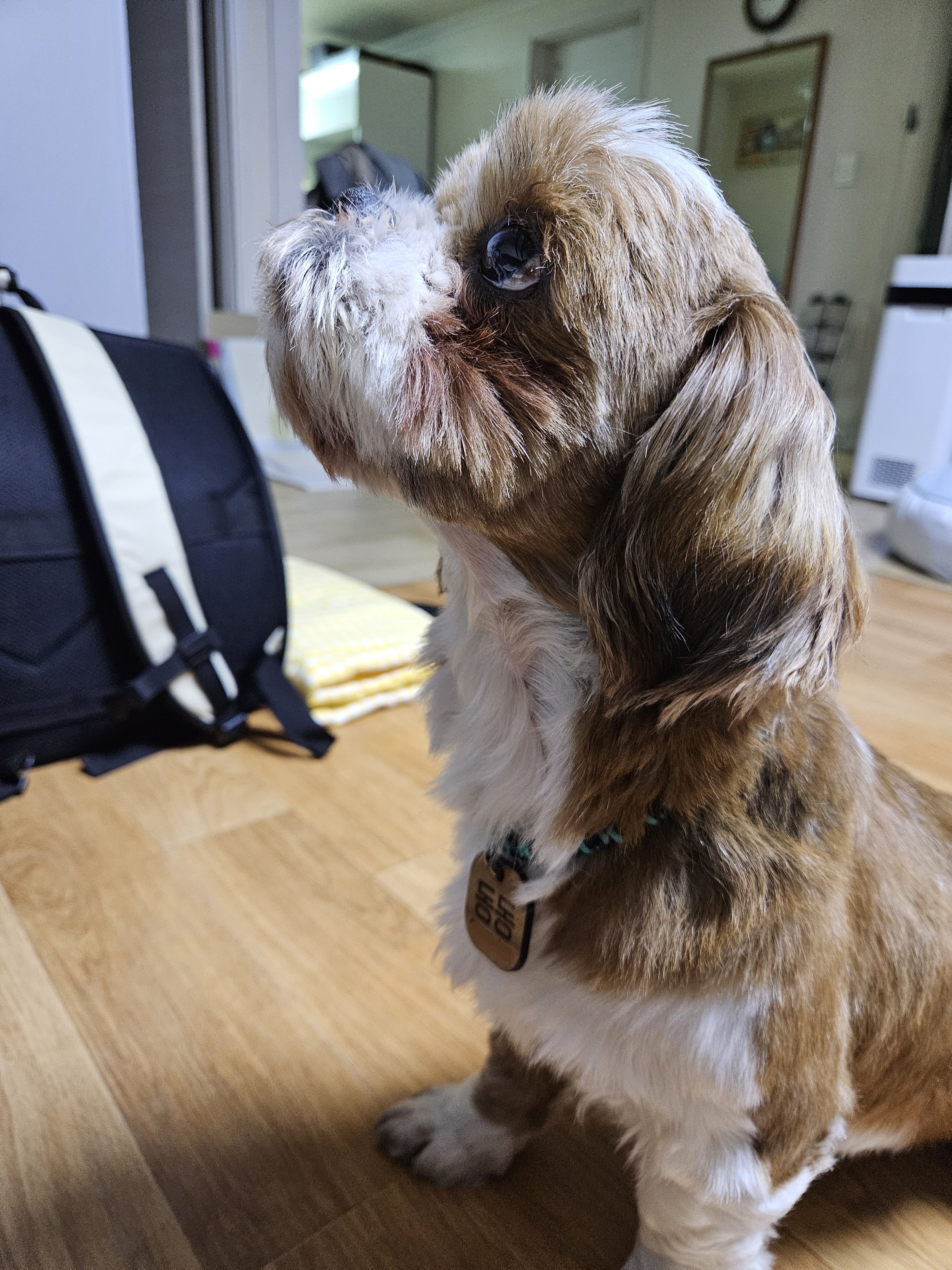 동동이 만난지 일주일째!(용자)